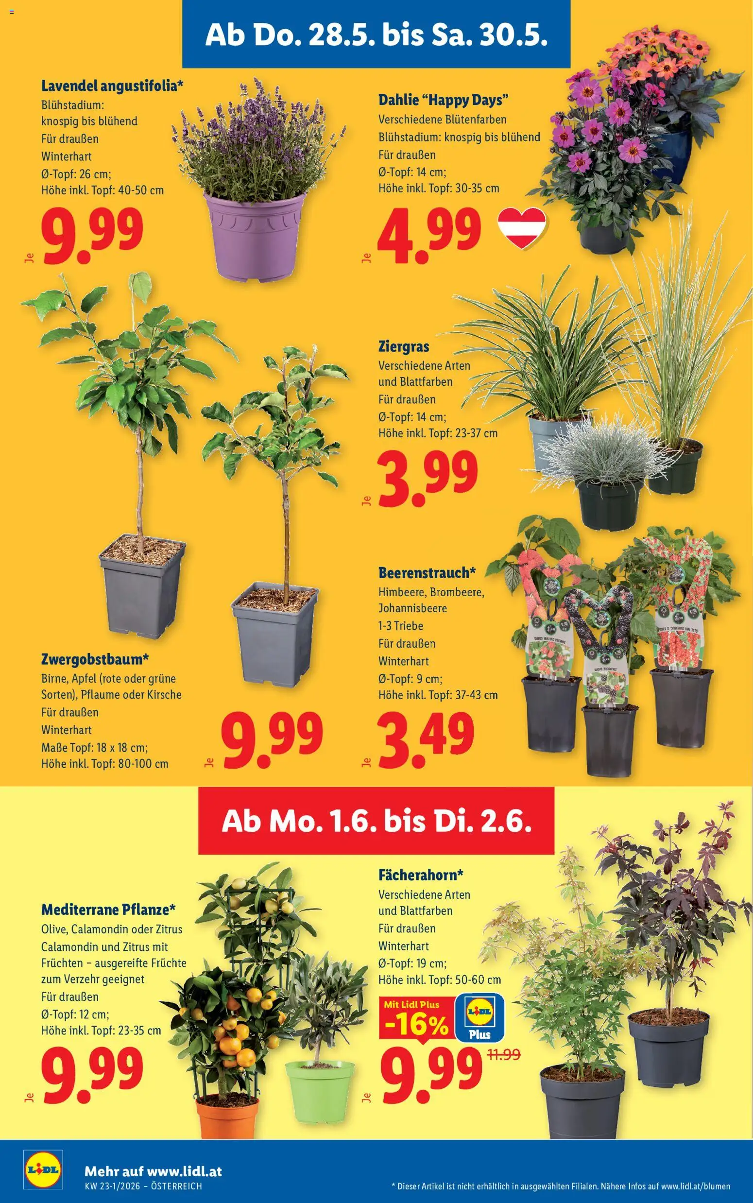 Lidl Flugblatt - Altenmarkt im Pongau, St. Johann im Pongau, Zell am See gültig ab 28.05.2026 | Seite: 28 | Produkte: Äpfel