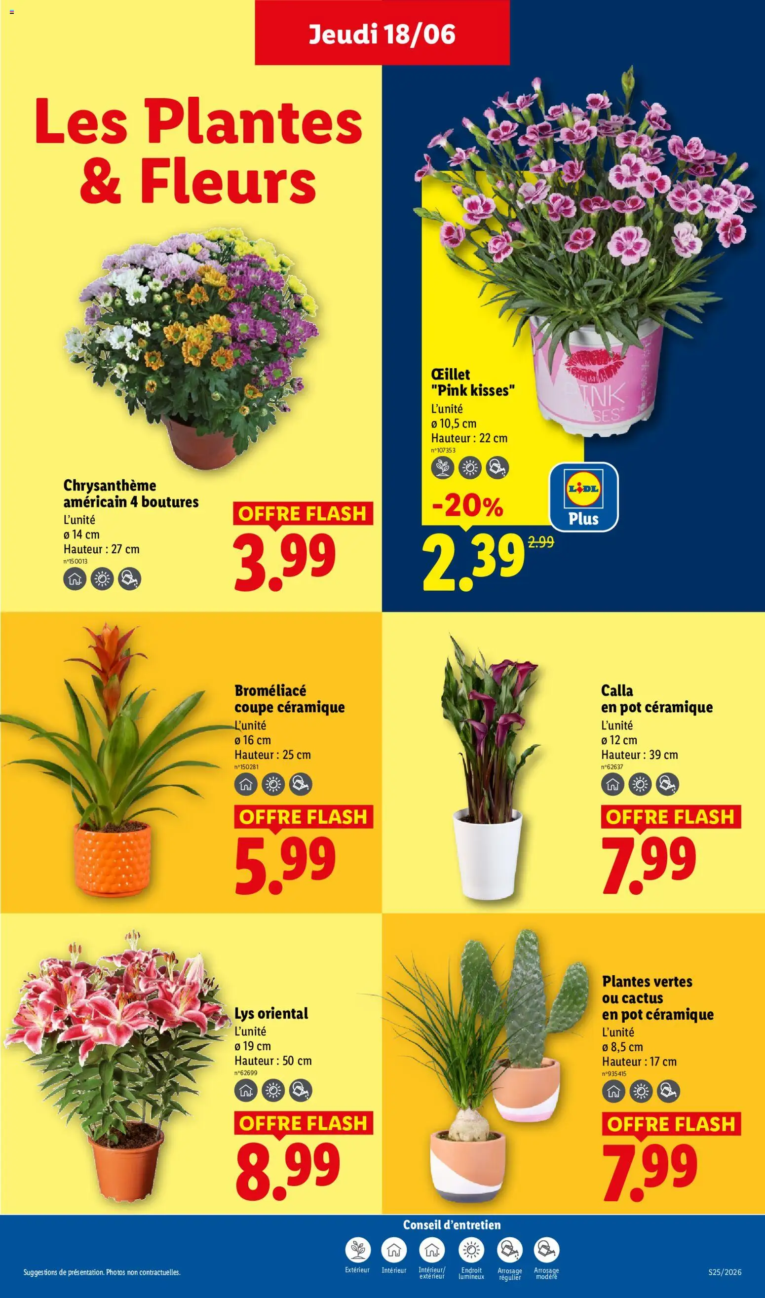 {H1} | Page: 27 | Produits: Plantes, Chrysanthème