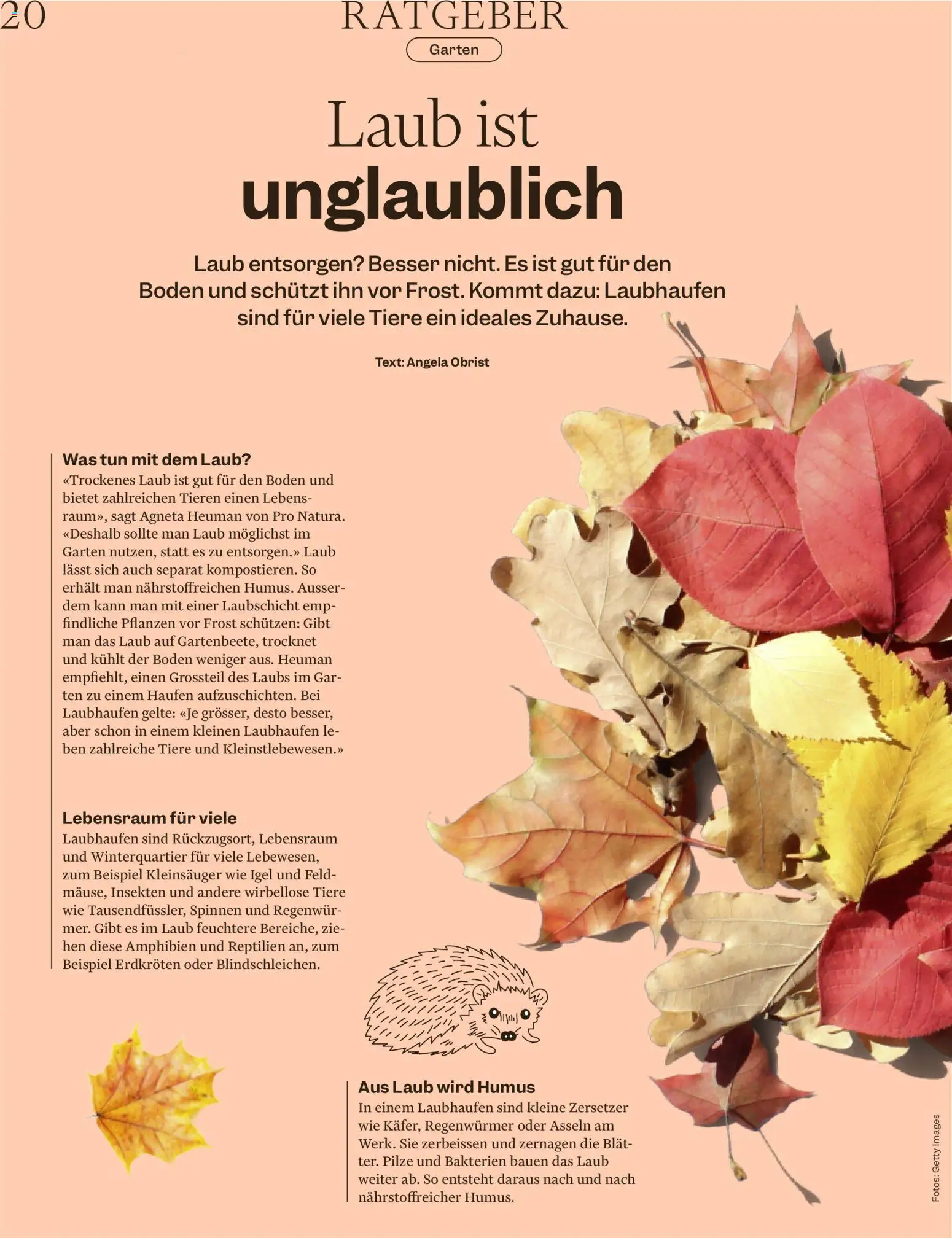 Migros aktionen Magazin – gültig ab 07.10.2026 | Seite: 20