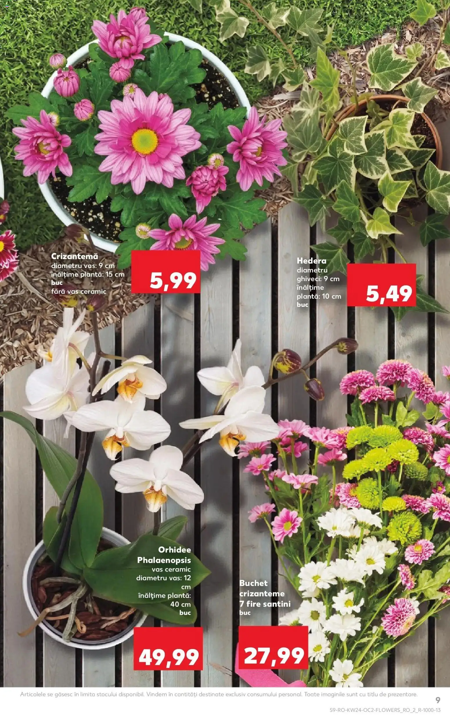 Noul catalog Kaufland – valabil de la 10.06.2026 | Pagină: 9 | Produse: Orhidee, Ghiveci