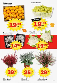 Pekås erbjudanden - Förhandsvisning av reklamblad från butik Pekås aktuell från 14/09/2026 | Sida: 7