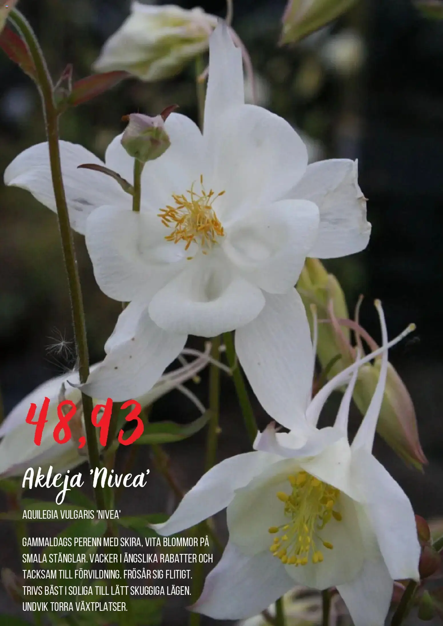 Blomsterlandet reklamblad aktuell från 01/09/2026 | Sida: 4 | Produkter: Blommor