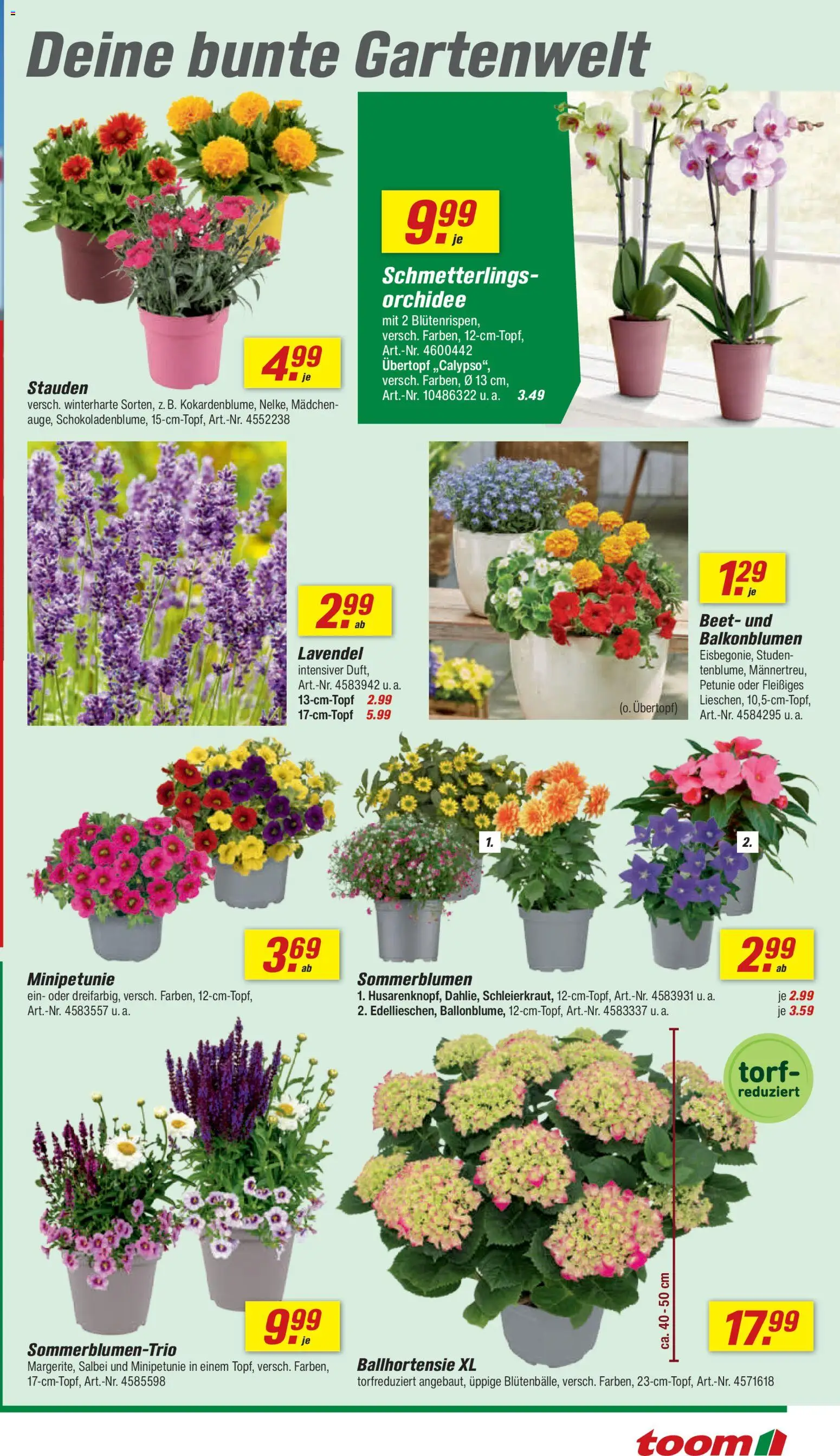 Toom Baumarkt Prospekt – gültig ab 20.06.2026 | Seite: 5 | Produkte: Orchidee, Lavendel