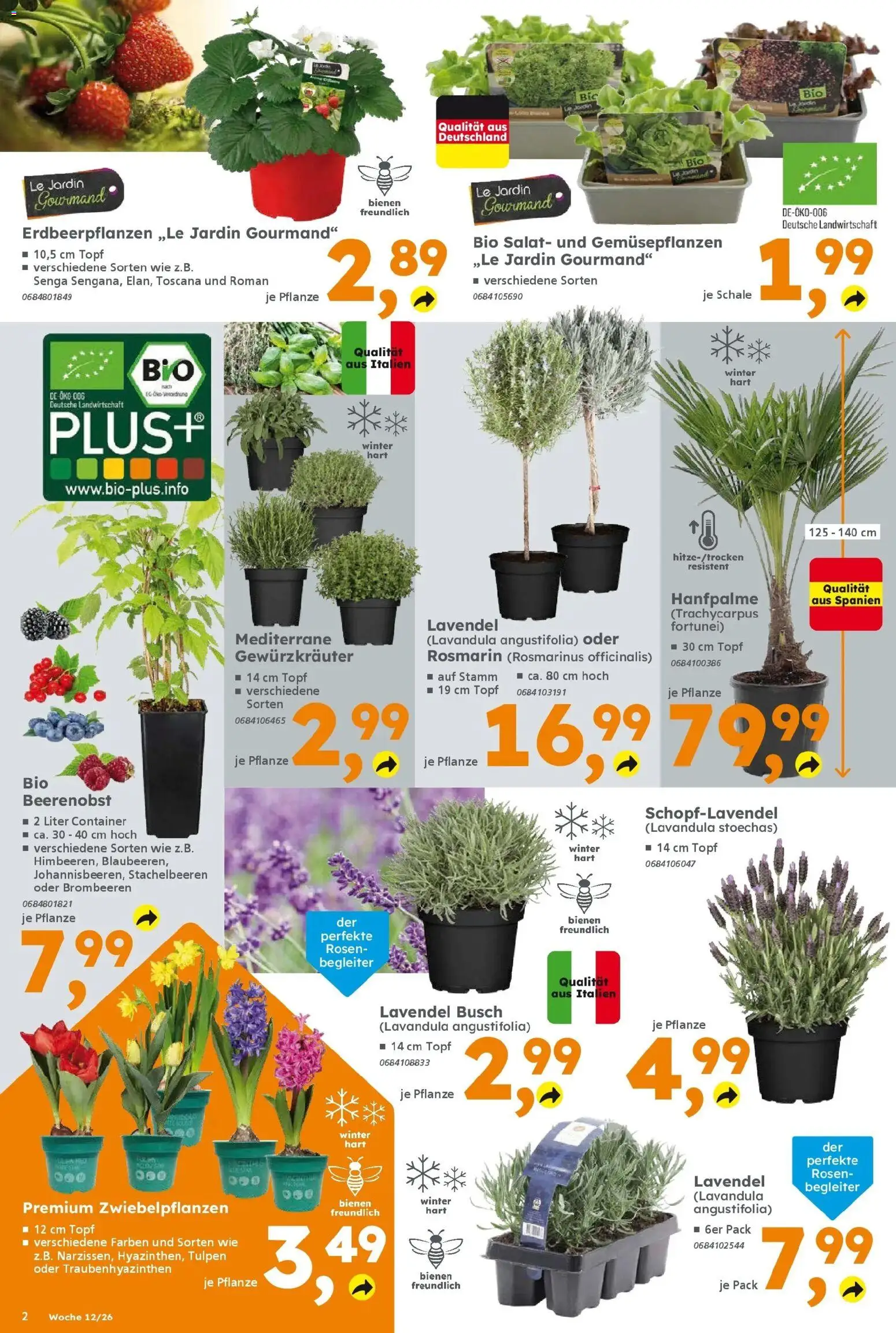 Globus Baumarkt Prospekt Saarlouis	 – gültig ab 16.03.2026 | Seite: 2 | Produkte: Lavendel, Salat