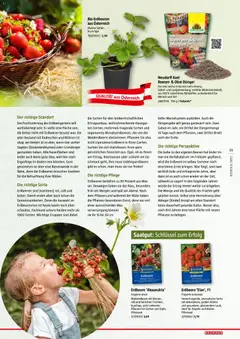 Bauhaus Reiche Ernte ab 25.05.2026 gültig | Seite: 55 | Produkte: Erdbeeren, Obst