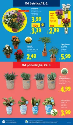 Lidl katalog akcije – veljaven od 18.06.2026 | Stran: 23 | Izdelki: Cvetje, Zelena