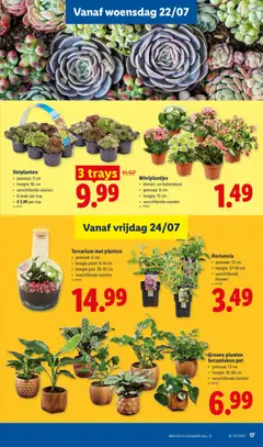 Groene planten keramieken pot, potmaat: 12 cm, hoogte: 18-40 cm, verschillende soorten - Voorbeeld van een folder van Lidl, geldig van 20/07/2026 | Pagina: 17