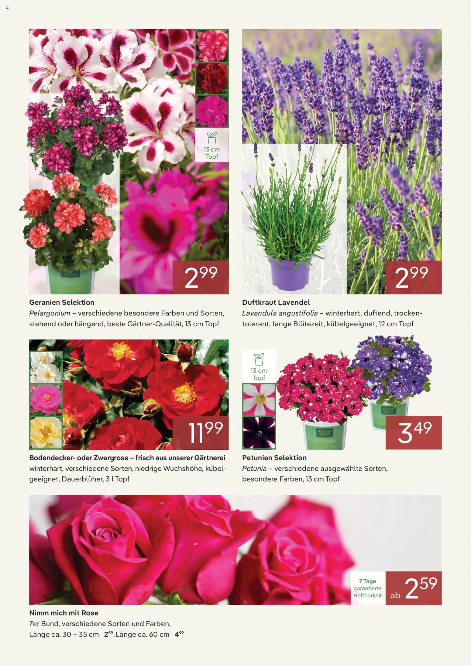 Pflanzen-Kölle Onlineflyer Juli – gültig ab 01.07.2026 | Seite: 2 | Produkte: Geranien, Lavendel