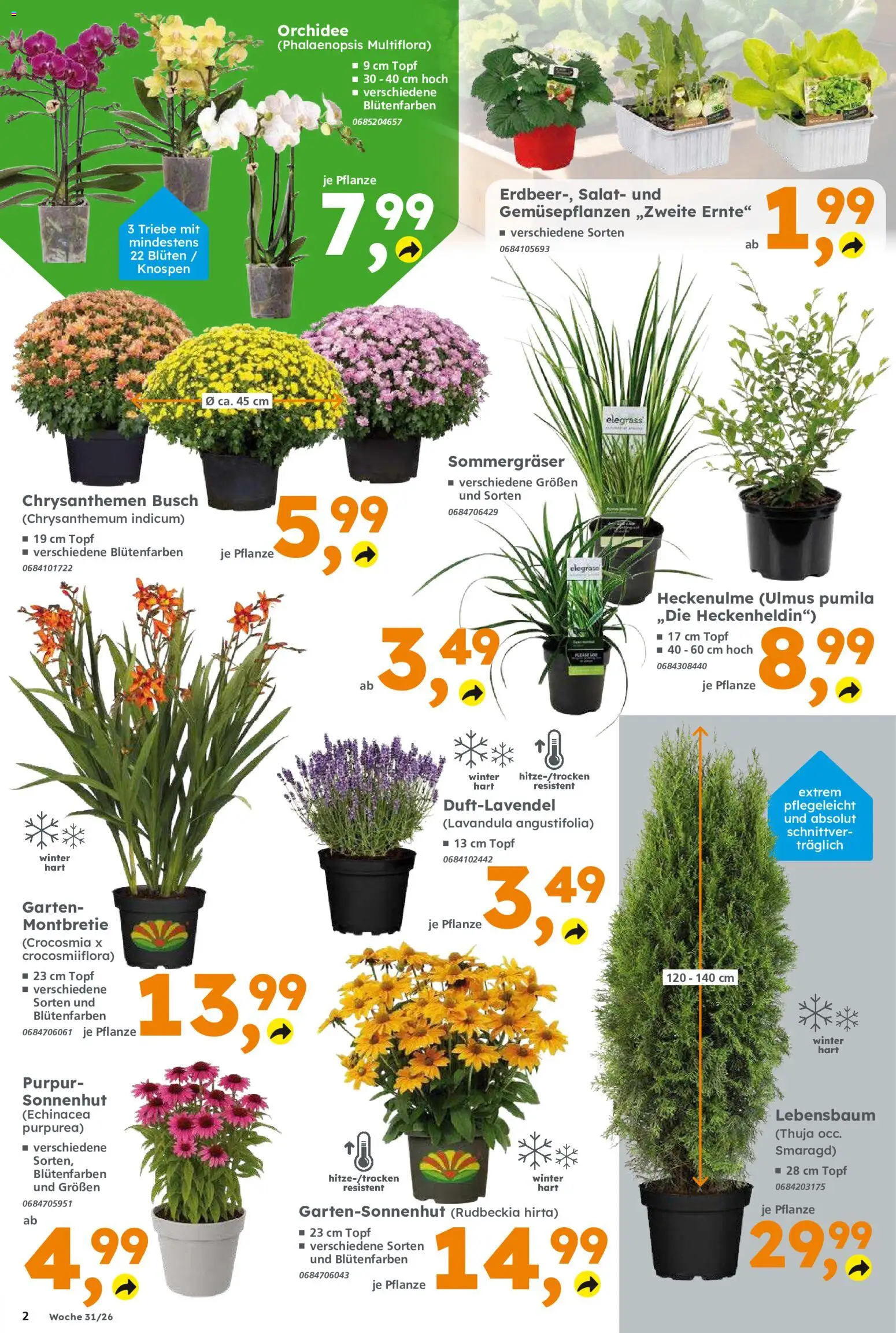 Globus Baumarkt Prospekt Oranienburg-Germendorf – gültig ab 27.07.2026 | Seite: 2 | Produkte: Orchidee, Salat