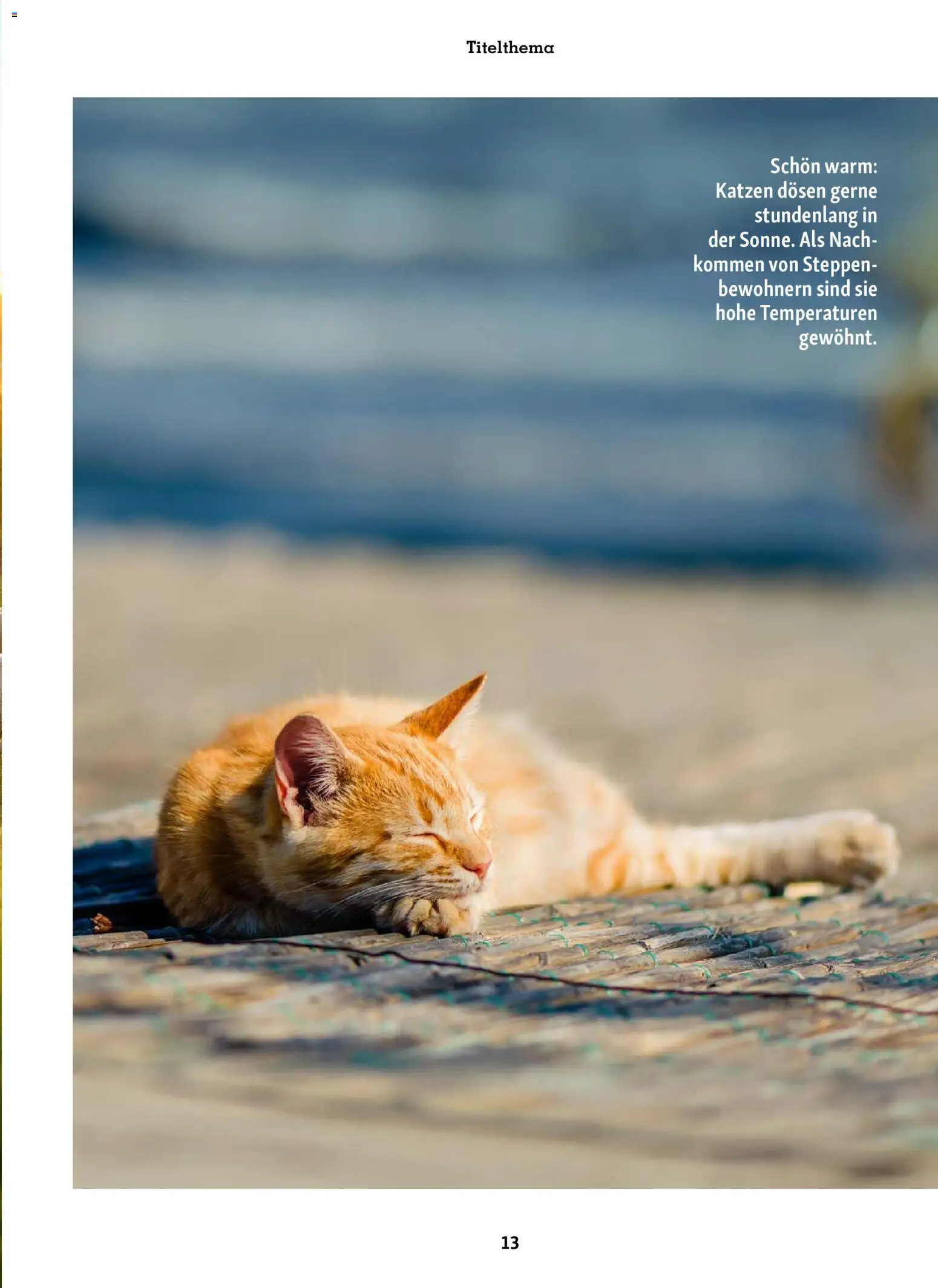 Fressnapf Friends Magazin – gültig ab 01.07.2026 | Seite: 13
