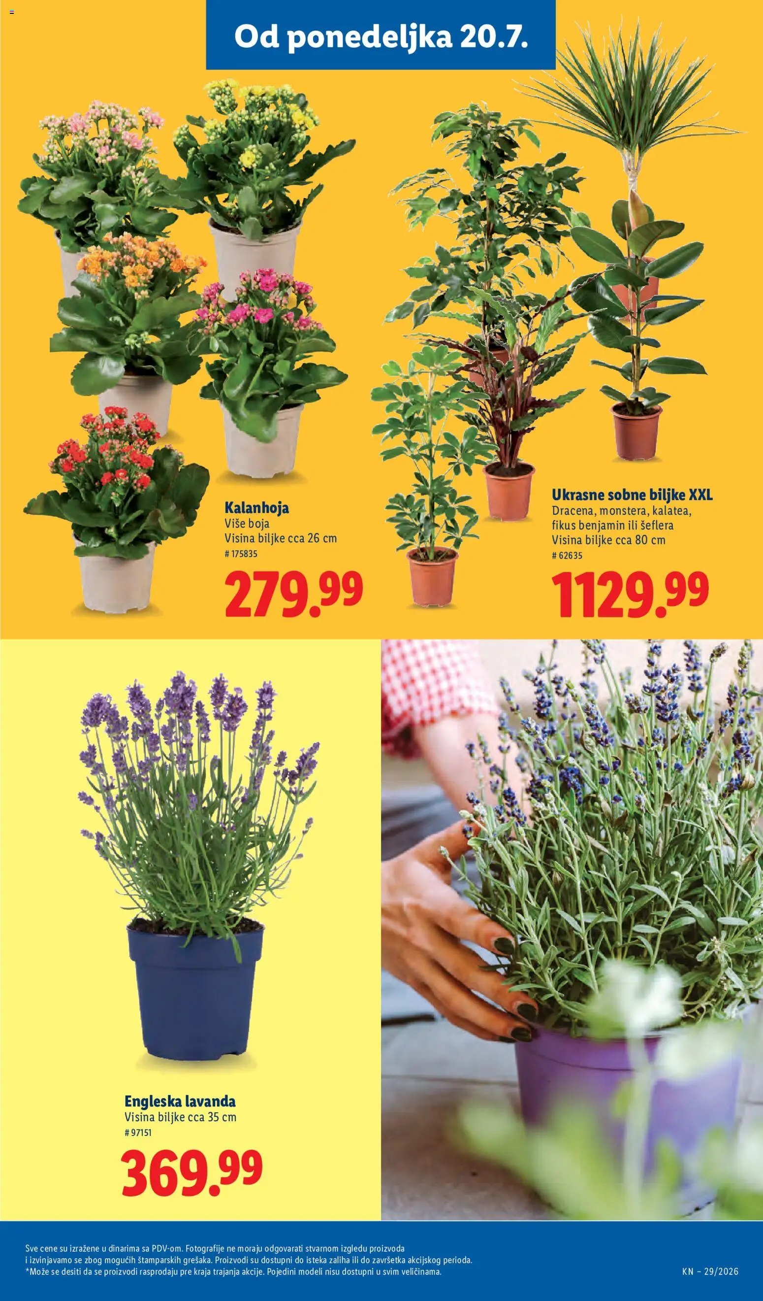 Lidl katalog - važi od 16.07.2026 | Strana: 75 | Proizvode: Kalanhoja, Sobne biljke