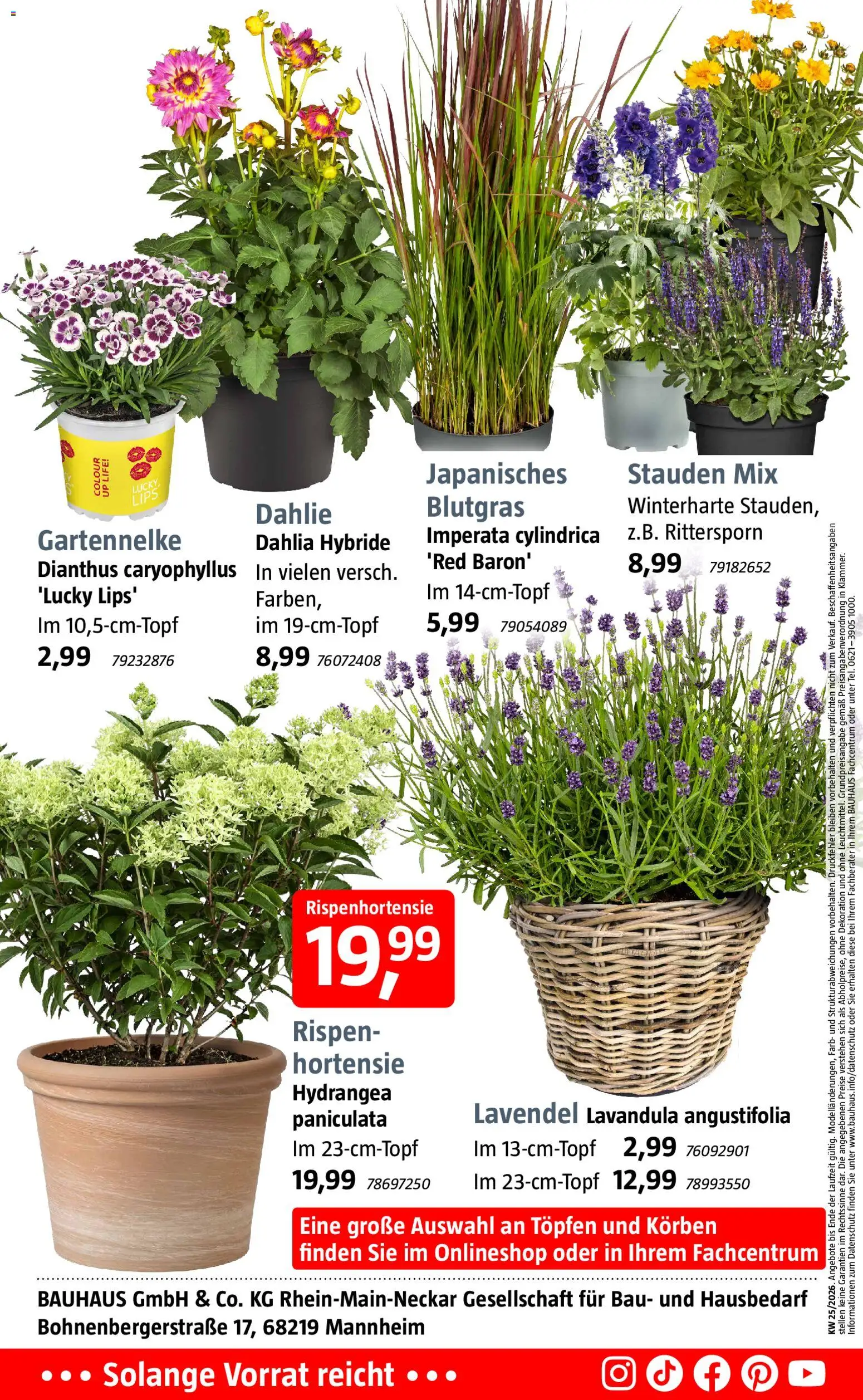 Bauhaus Prospekt – gültig ab 14.06.2026 | Seite: 14 | Produkte: Hortensie, Lavendel