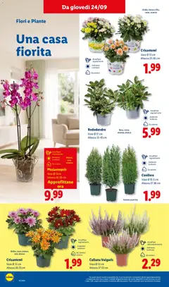 Anteprima del volantino Crisantemi, Vaso Ø 12 cm Altezza 28-33 cm valido a partire dal 24/09/2026 | Pagina: 42 | Prodotti: Fiori, Crisantemi, Vaso