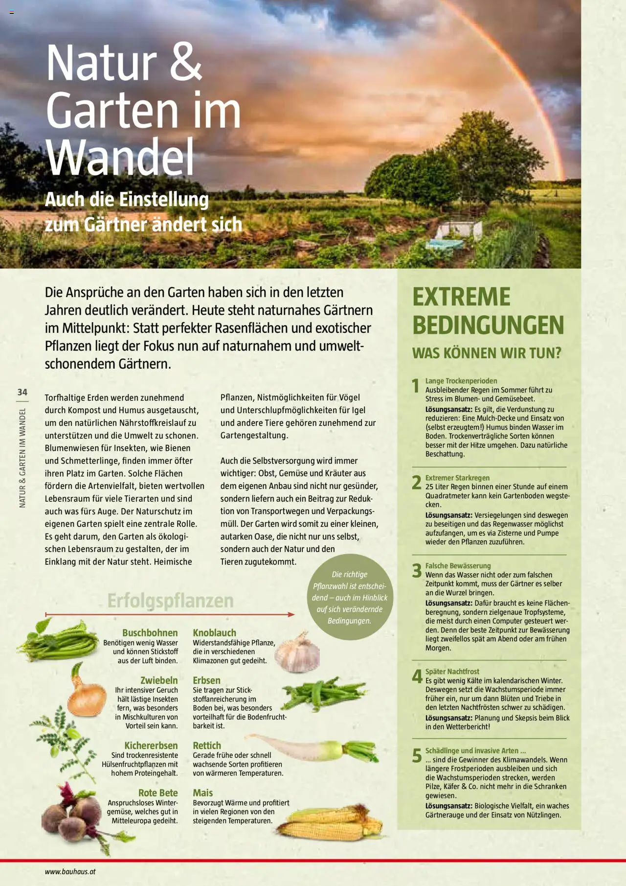 Bauhaus Reiche Ernte Magazin 2025 gültig ab 01.07.2025 | Seite: 34 | Produkte: Zwiebeln, Knoblauch, Erbsen, Computer
