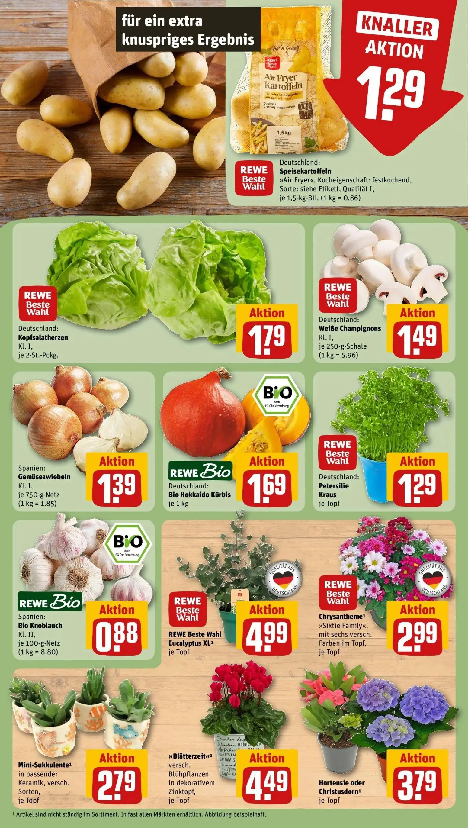 REWE Prospekt ab 24.08.2026 zum Blättern » Angebote | Seite: 7 | Produkte: Hortensie, Kaffee, Champignons, Petersilie