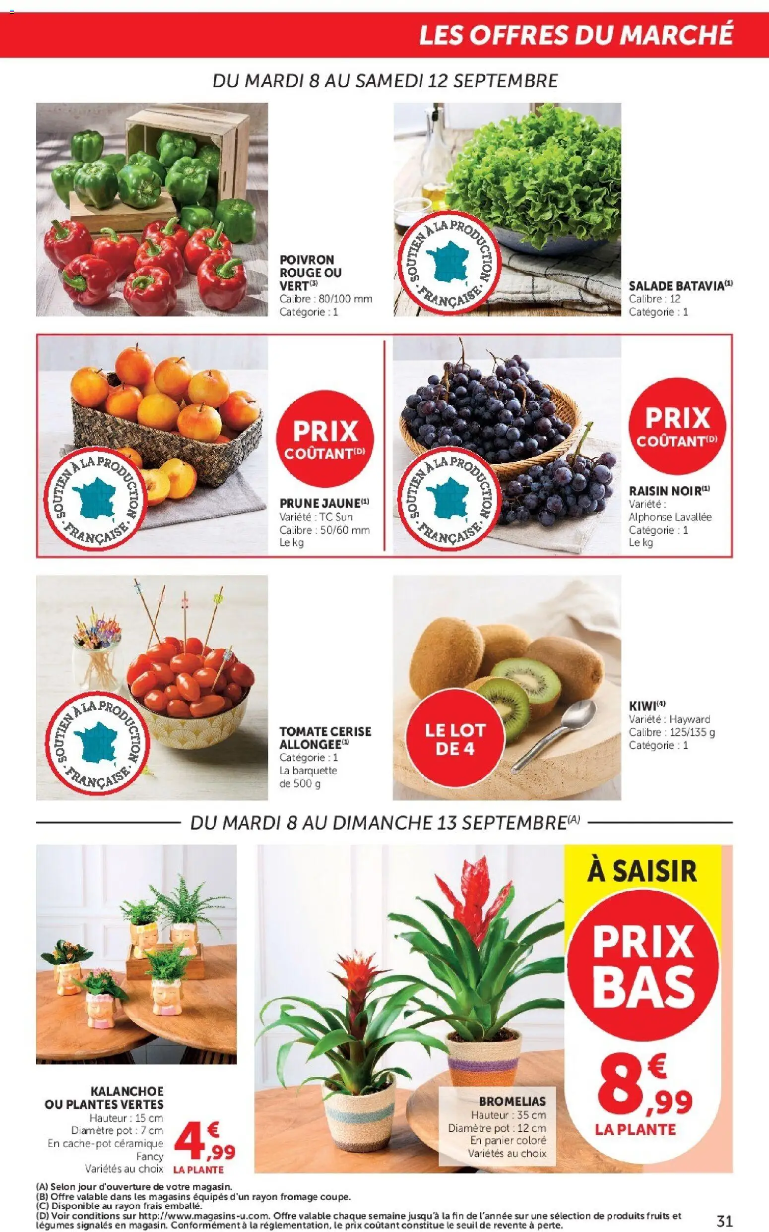 {H1} | Page: 31 | Produits: Kalanchoe, Poivron rouge, Plantes vertes, Cerise