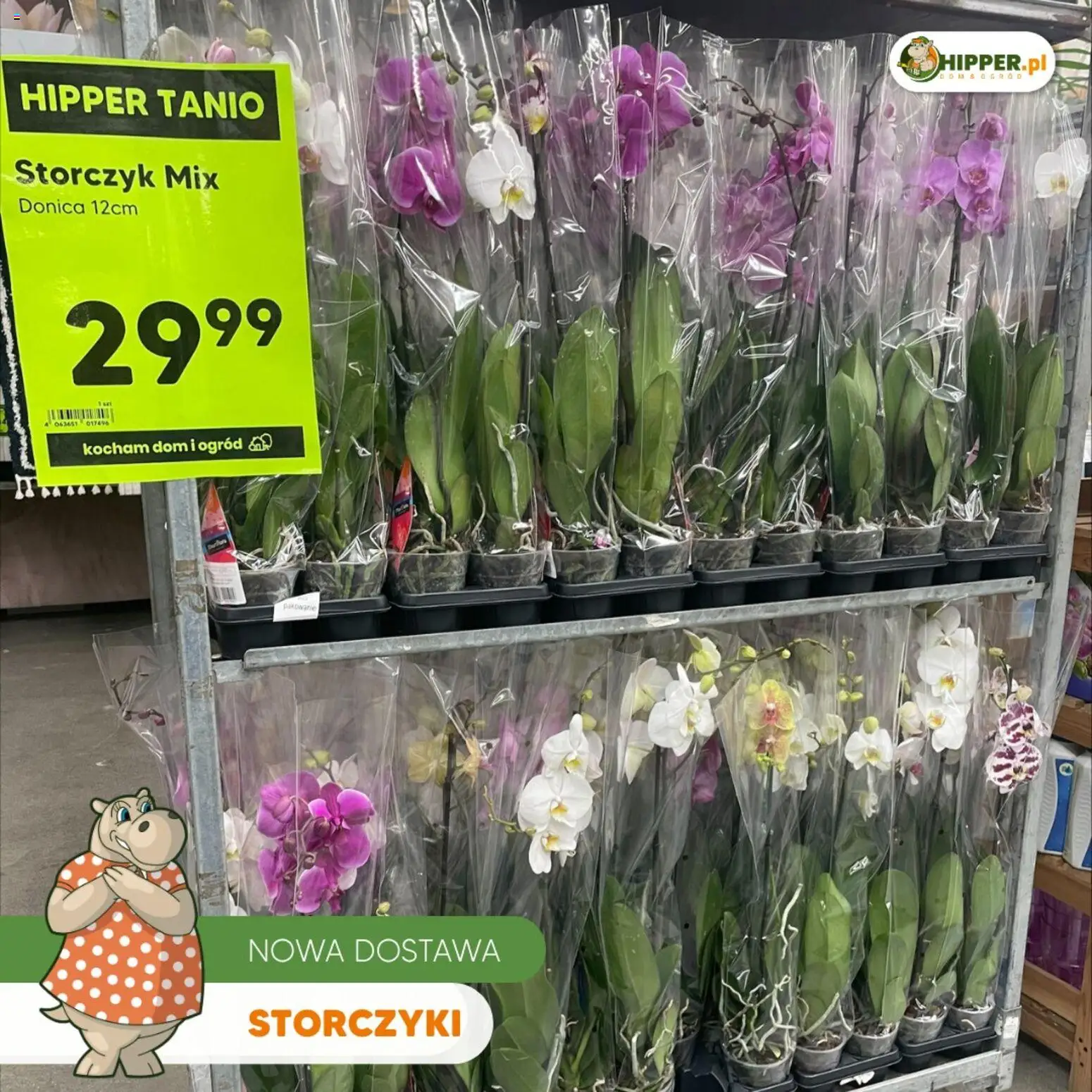 Hipper gazetka od 15.05.2026 | Strona: 2 | Produkty: Storczyki, Storczyk
