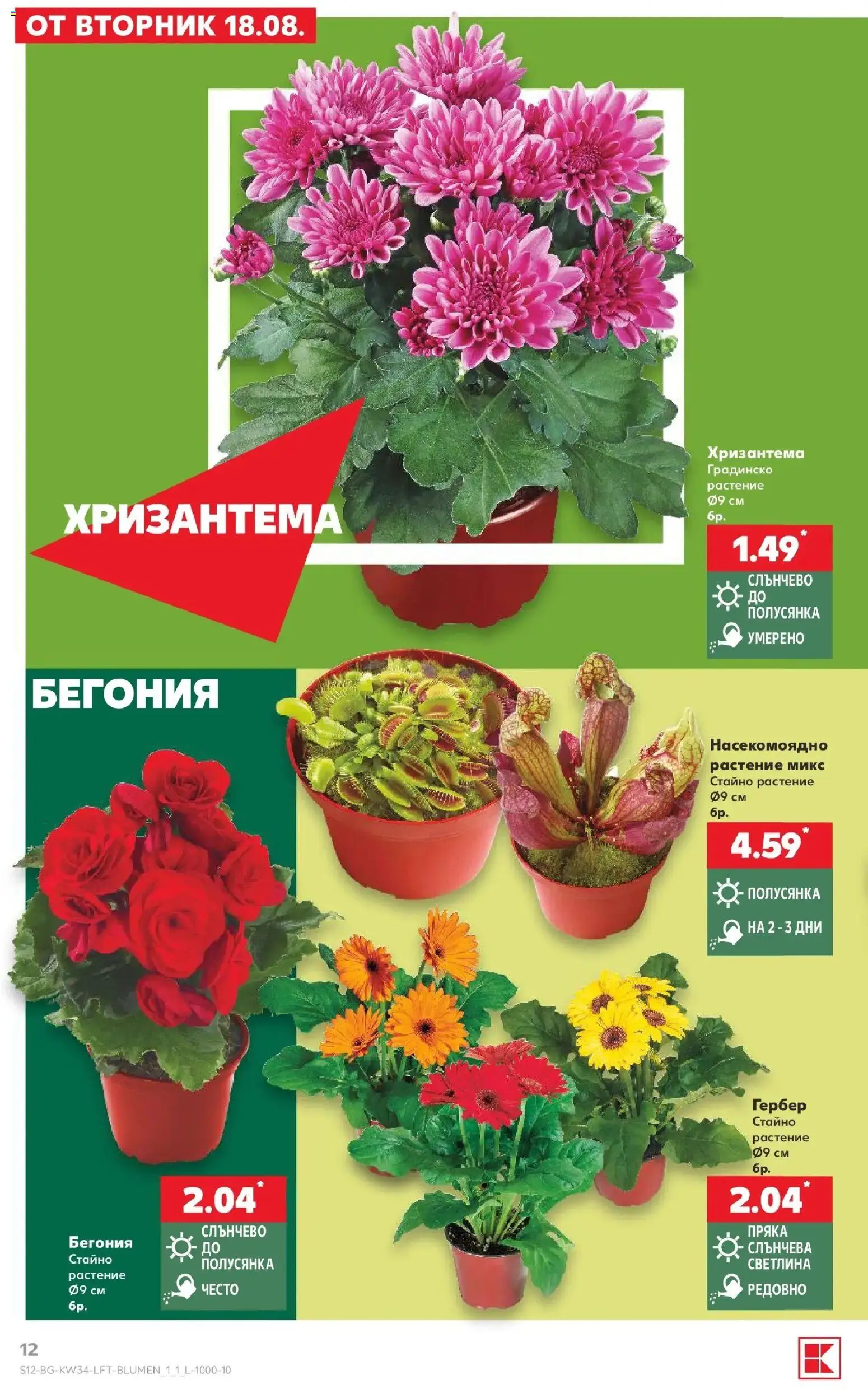 Нова Кауфланд брошура София - Топ оферти с Kaufland с валидност до 23.08.2026 от 17.08.2026 | Страница: 12 | Продукти: Хризантема