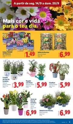 Pré-visualização Regador com Flores, Planta de interior Vaso: 6 cm válido de 14/09/2026 | Página: 5