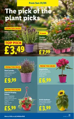 Preview of Lidl - Lidl Weekly valid from 28.05.2026 | Page: 23 | Products: Pot, Lavender