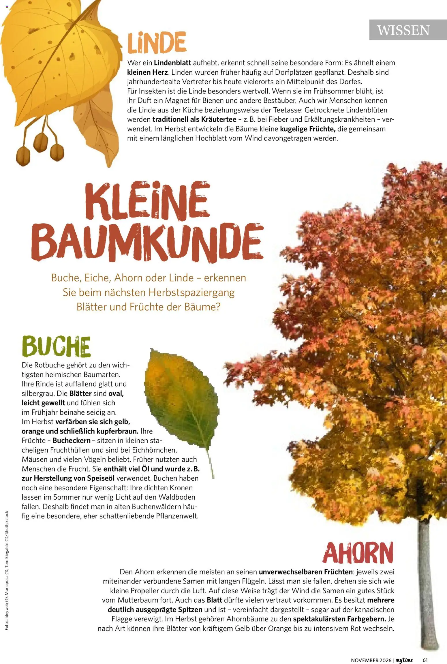 Combi myTime – gültig ab 01.11.2026 | Seite: 61 | Produkte: Öl, Küche, Duft, Kräutertee