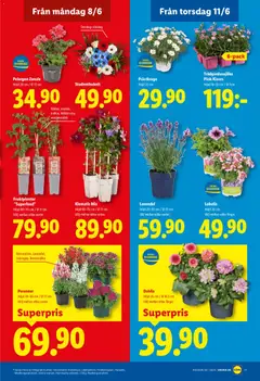 Lidl erbjudanden - Förhandsvisning av reklamblad från butik Lidl aktuell från 08.06.2026 | Sida: 20 | Produkter: Lavendel, Pelargon