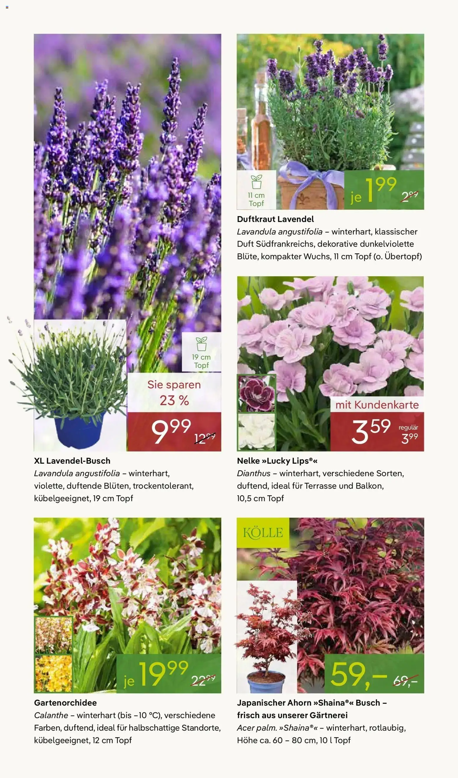 Pflanzen-Kölle Prospekt Muttertag – gültig ab 03.05.2026 | Seite: 8 | Produkte: Duft, Lavendel