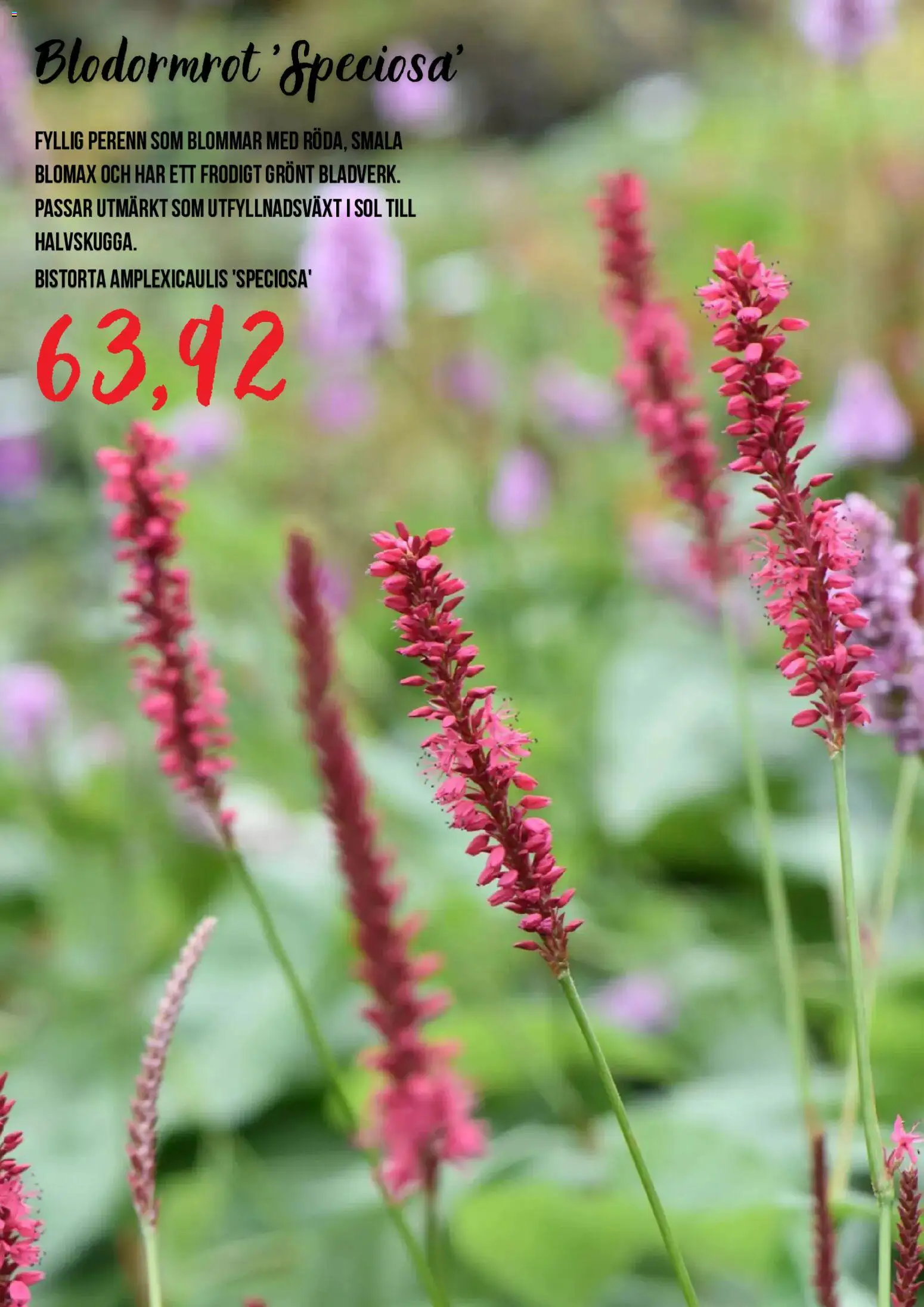 Blomsterlandet reklamblad aktuell från 15/07/2026 | Sida: 8