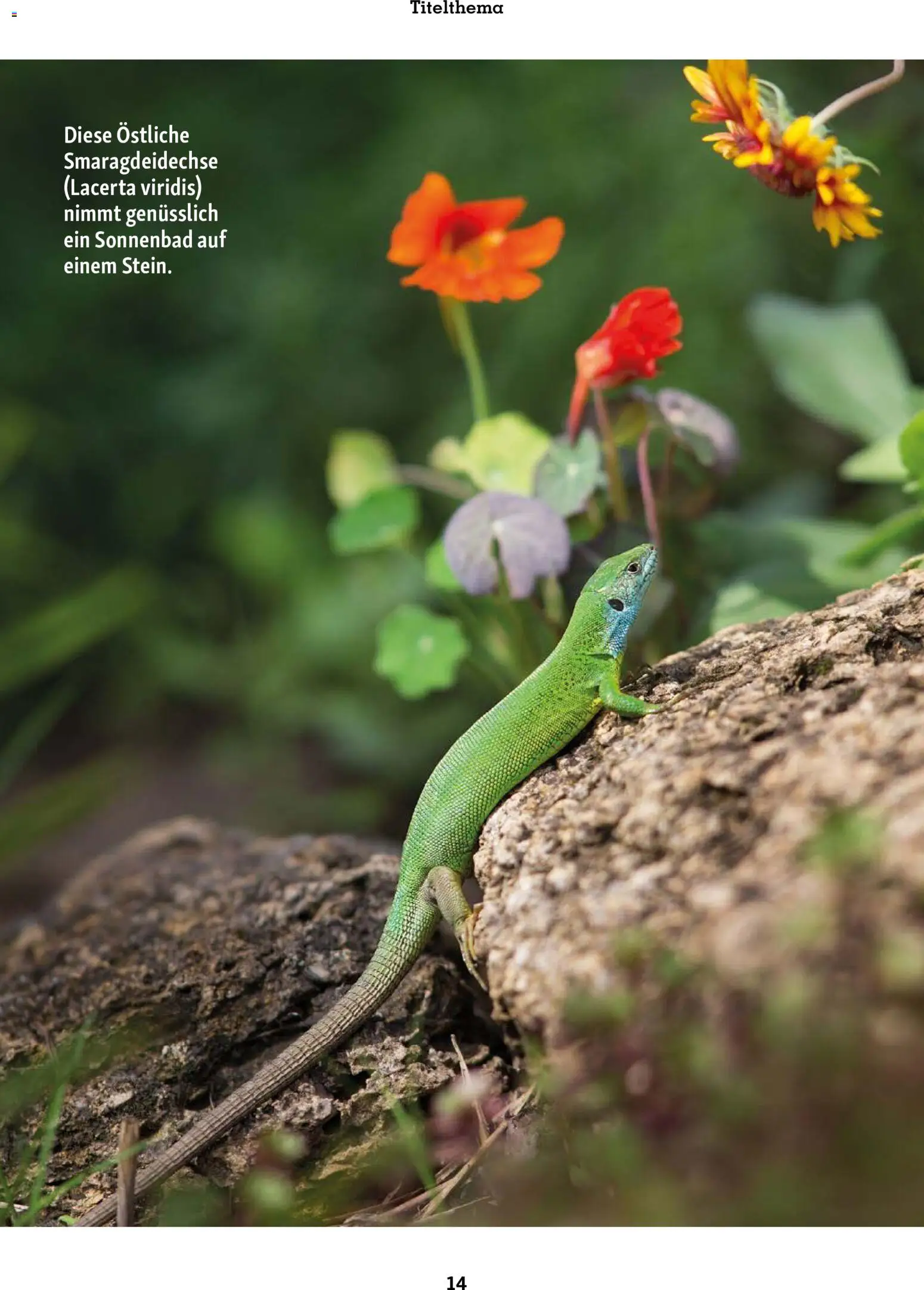 Fressnapf Friends Magazin (ab 01.07.2026) zum Blättern — page 13