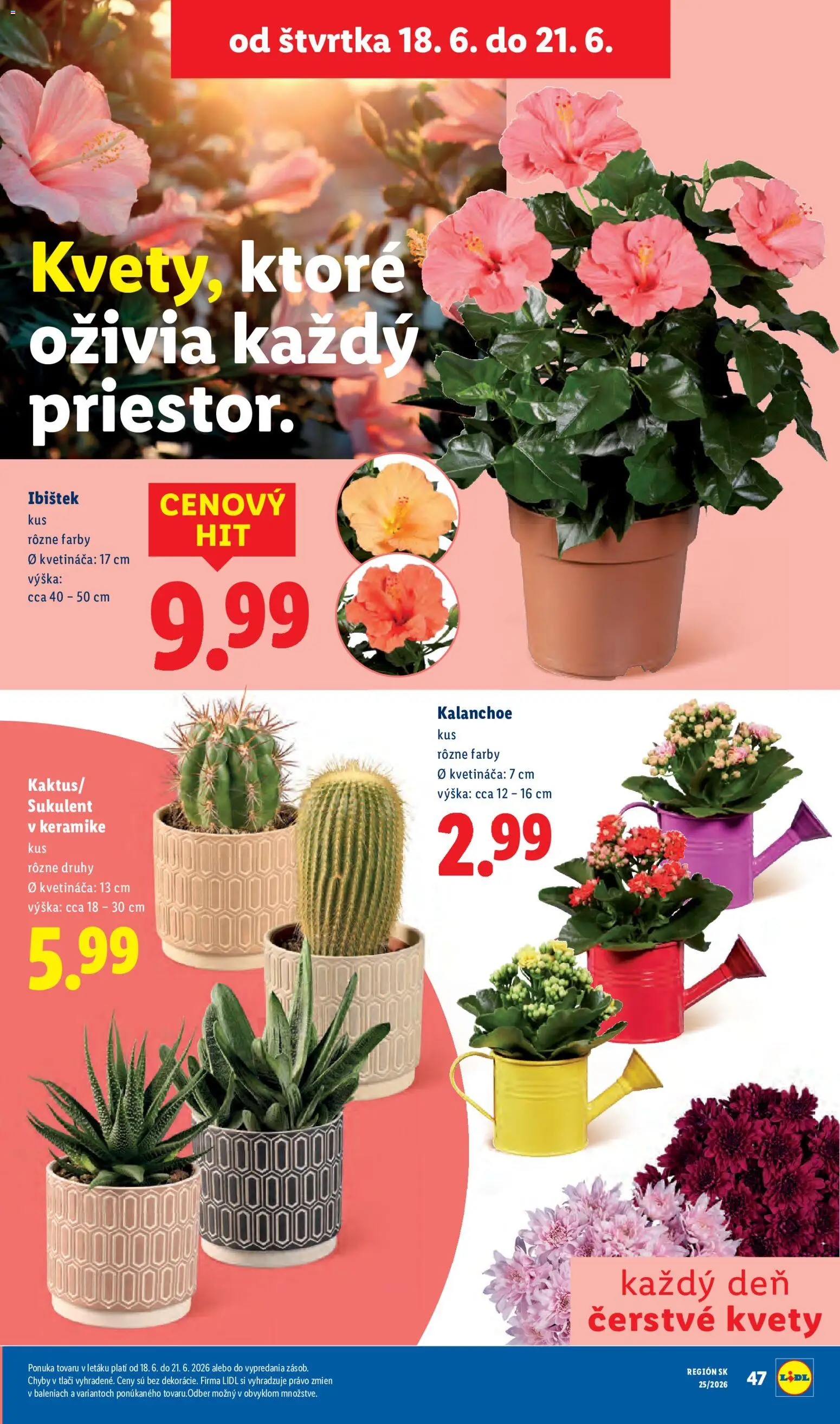 Nové Lidl akcie – leták je platný od 15.06.2026 | Strana: 79 | Produkty: Kvety