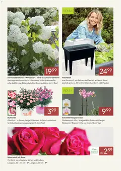 Pflanzen-Kölle Onlineflyer Mai ab 02.05.2026 gültig | Seite: 2 | Produkte: Hochbeet