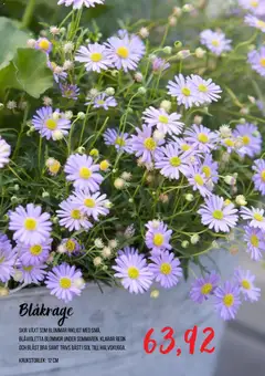 Blomsterlandet erbjudanden - Förhandsvisning av reklamblad från butik Blomsterlandet aktuell från 24/06/2026 | Sida: 5