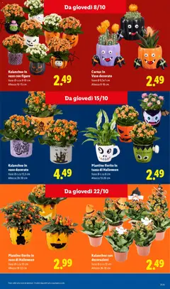 Anteprima del volantino Kalanchoe in vaso decorato, Kalanchoe in vaso decorato valido a partire dal 01/10/2026 | Pagina: 17 | Prodotti: Cactus, Vaso, Decorazioni