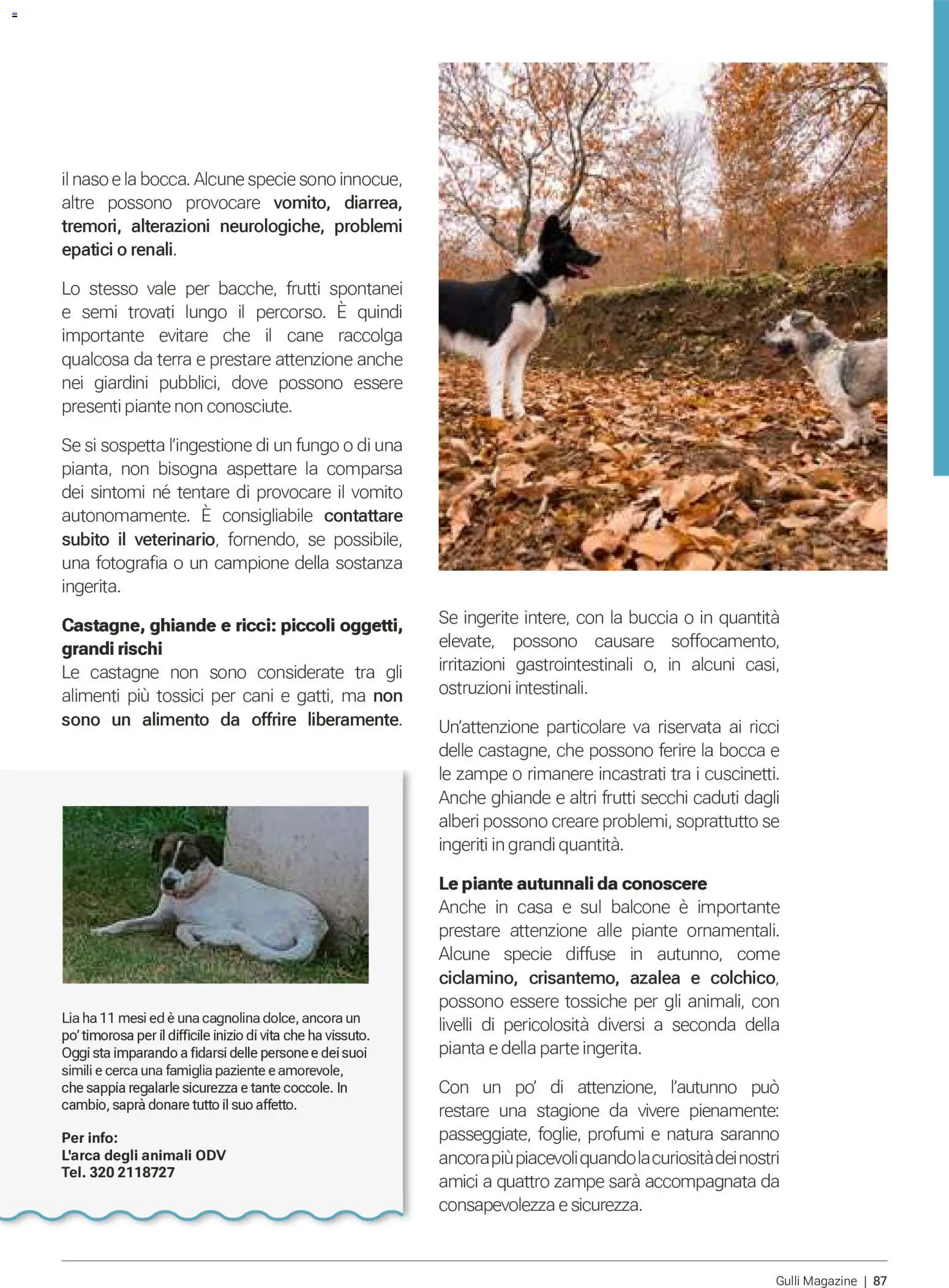 Volantino Gulliver del 01/10/2026 | Pagina: 87 | Prodotti: Profumi, Terra