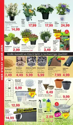 Jawoll Prospekt ab 13.07.2026 gültig | Seite: 8 | Produkte: Hortensie, Korb, Blumentopf, Lavendel