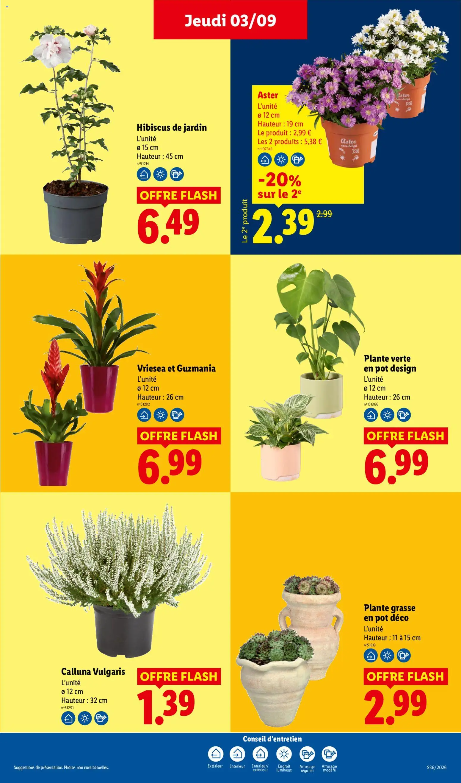 {H1} | Page: 35 | Produits: Hibiscus de jardin, Plante verte, Hibiscus, Aster