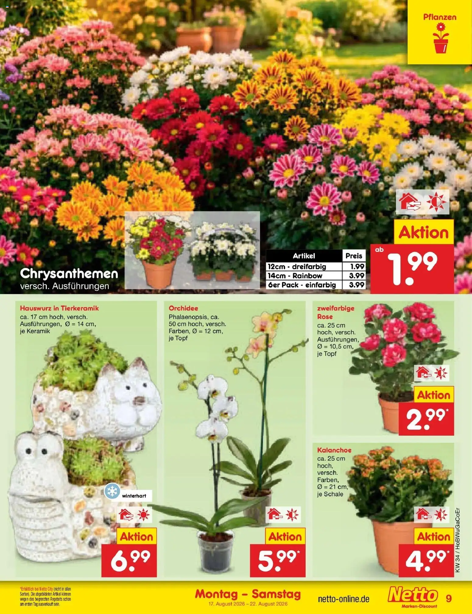 Netto Marken-Discount Prospekt Stemwede-Dielingen – gültig ab 17.08.2026 | Seite: 11 | Produkte: Orchidee