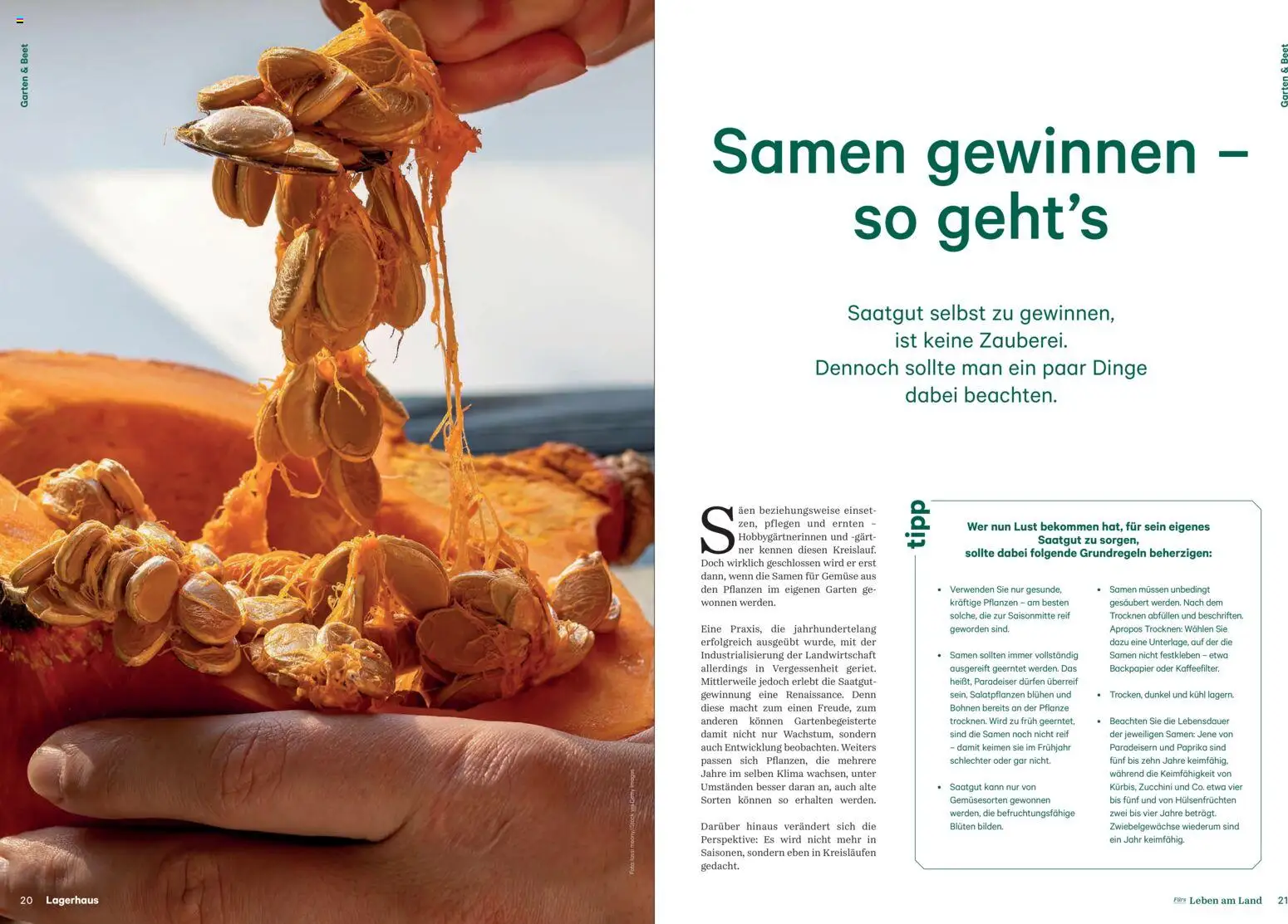 Lagerhaus Fürs Leben am Land Herbst 2026 gültig ab 01.08.2026 | Seite: 11 | Produkte: Gemüse