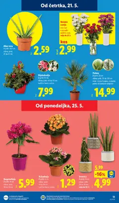 Lidl katalog akcije – veljaven od 21.05.2026 | Stran: 25 | Izdelki: Cvetje