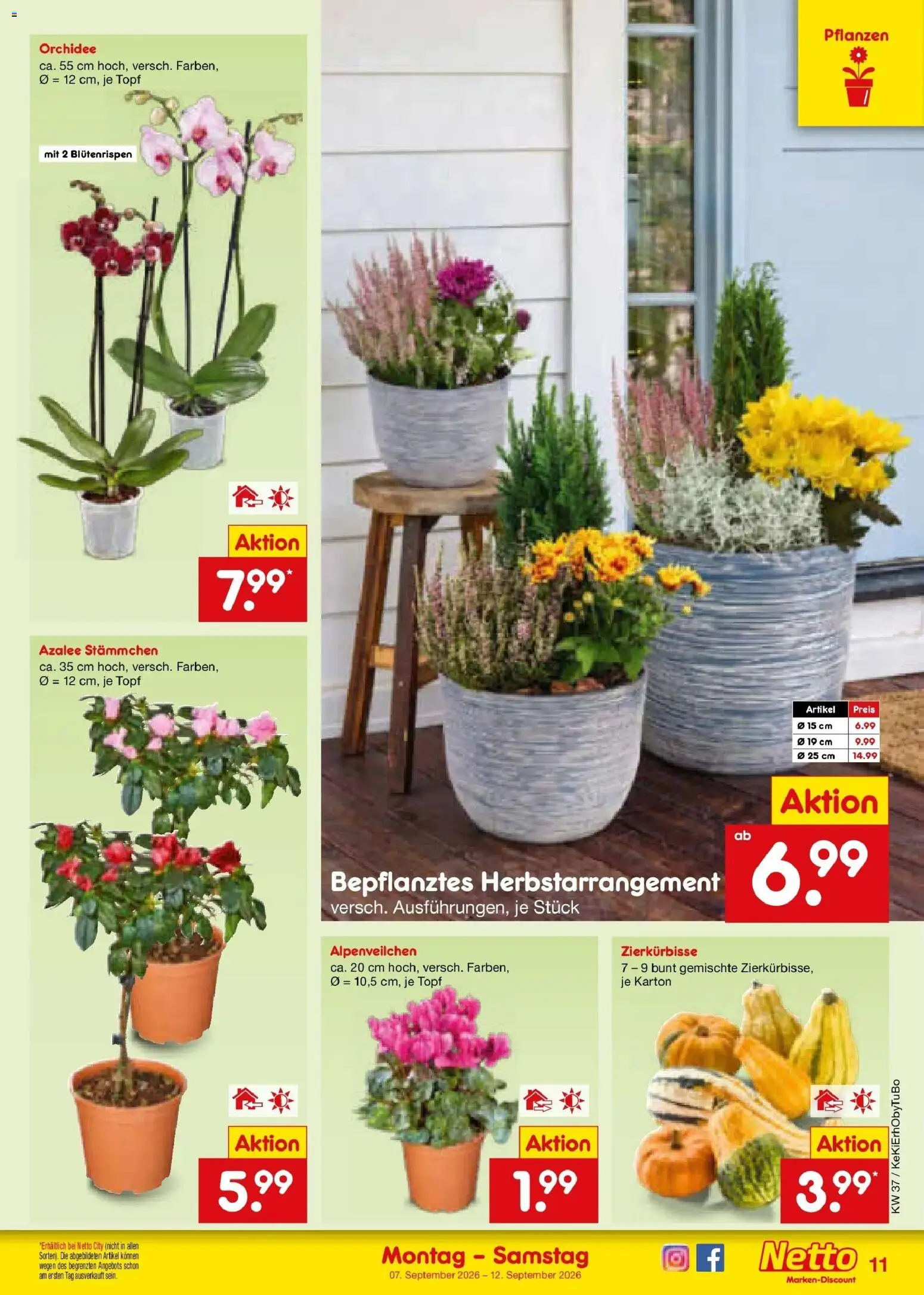 Netto Marken-Discount Prospekt Koblenz – gültig ab 07.09.2026 | Seite: 17 | Produkte: Orchidee