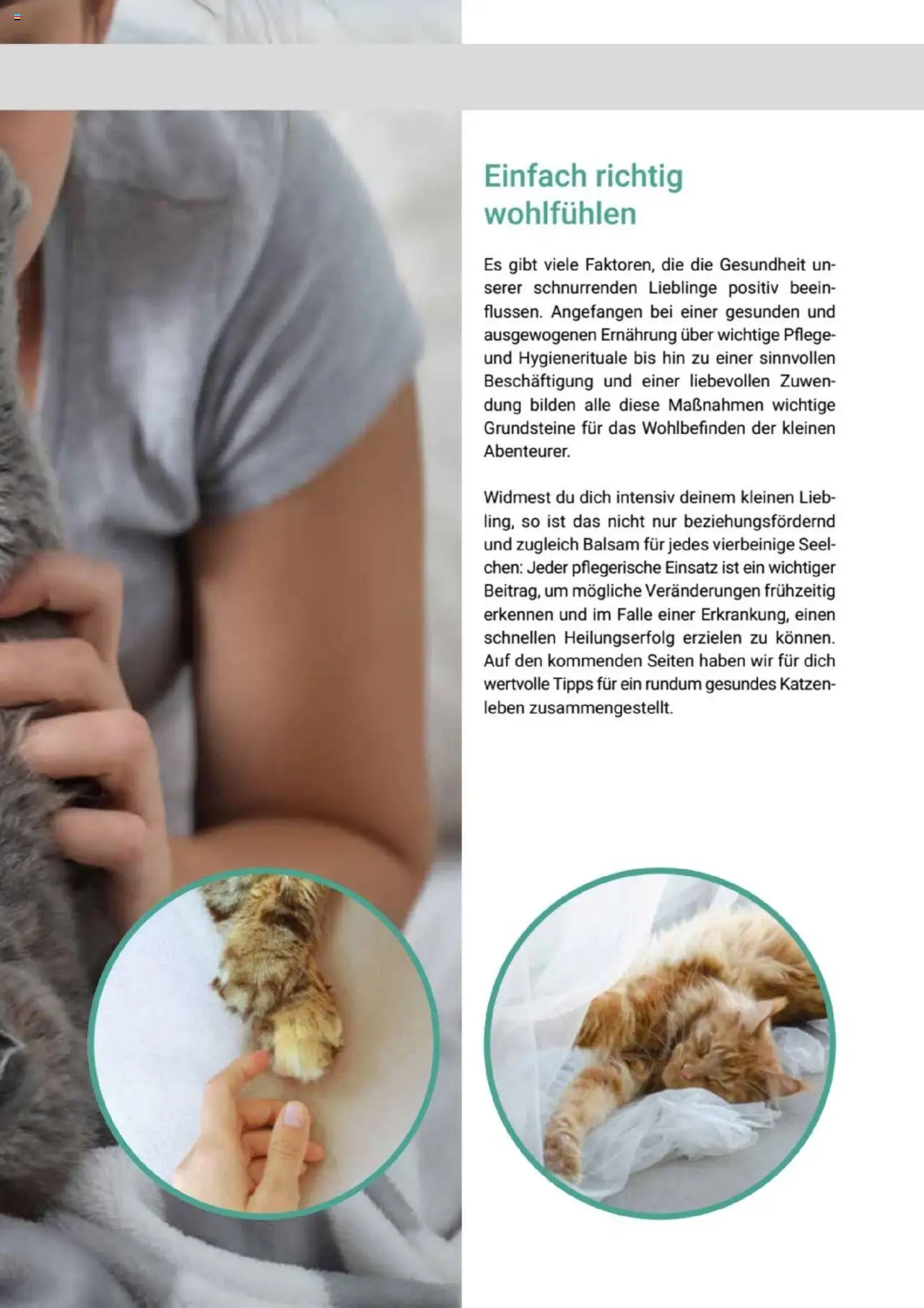 zookauf Themenkatalog Katze – gültig ab 01.10.2025 | Seite: 29