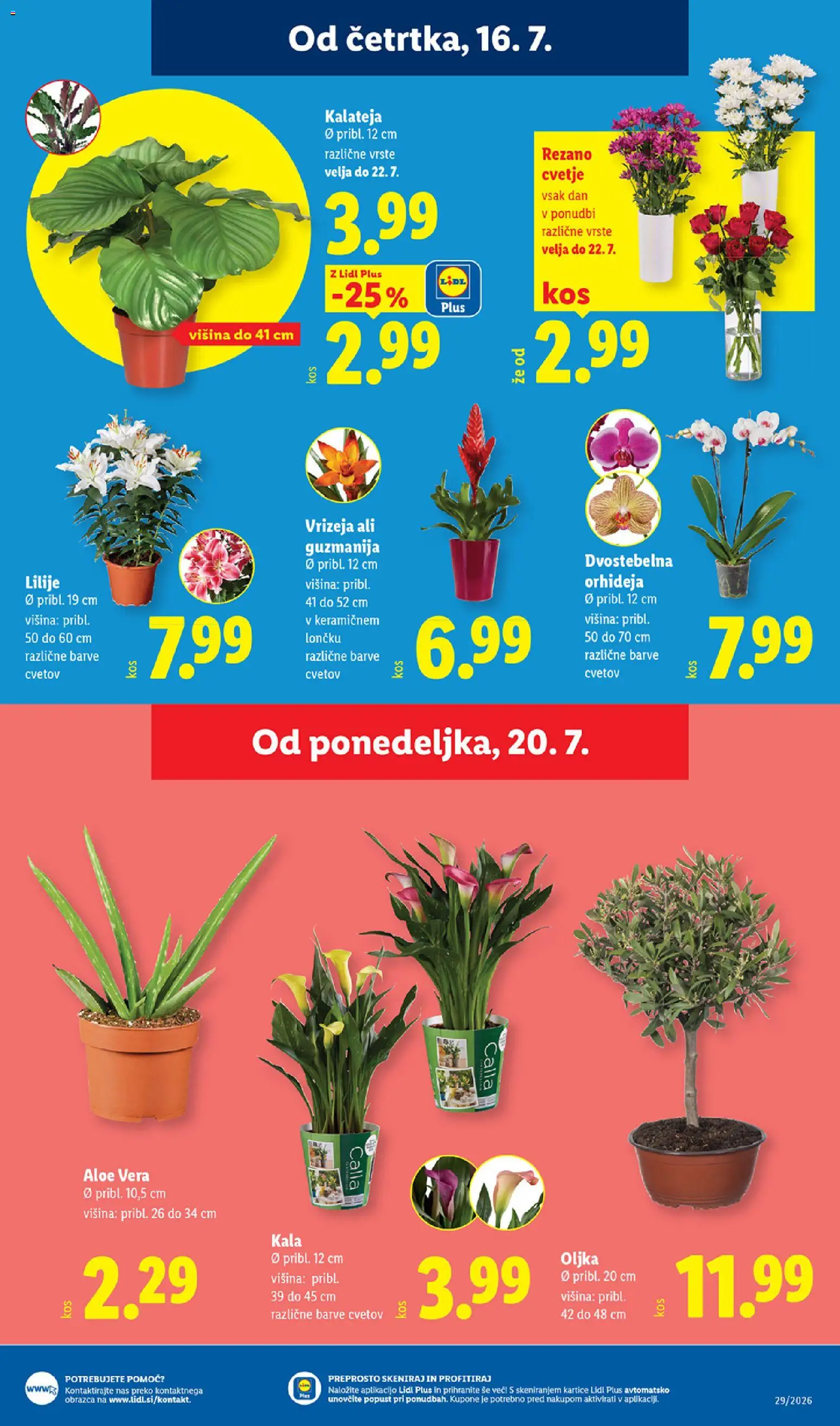 Novi Lidl katalog ponudbe – veljaven od 16.07.2026 | Stran: 29 | Izdelki: Aloe Vera, Cvetje, Olive