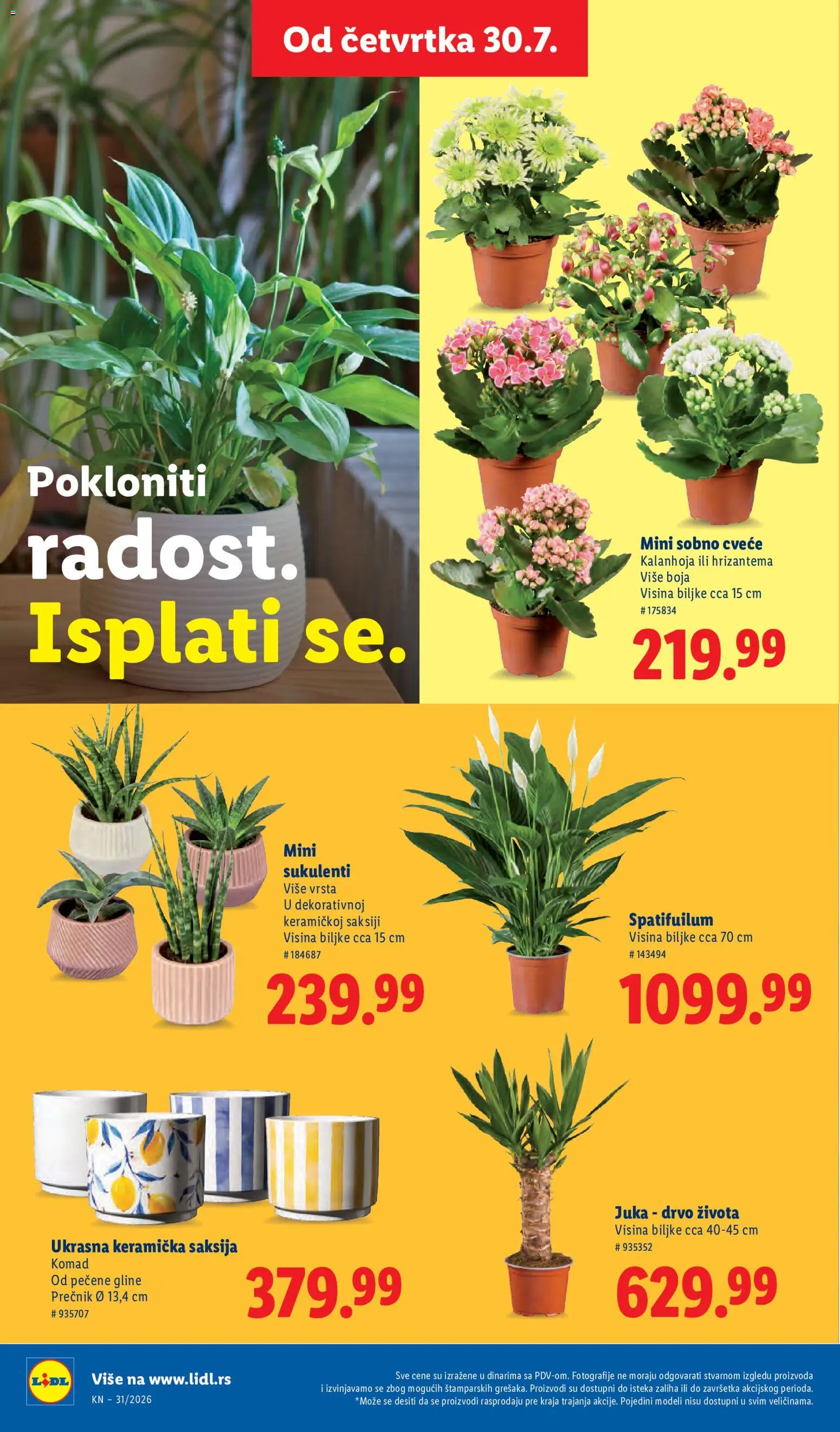Lidl katalog - važi od 30.07.2026 | Strana: 70 | Proizvode: Kalanhoja, Saksija, Hrizantema, Cvece