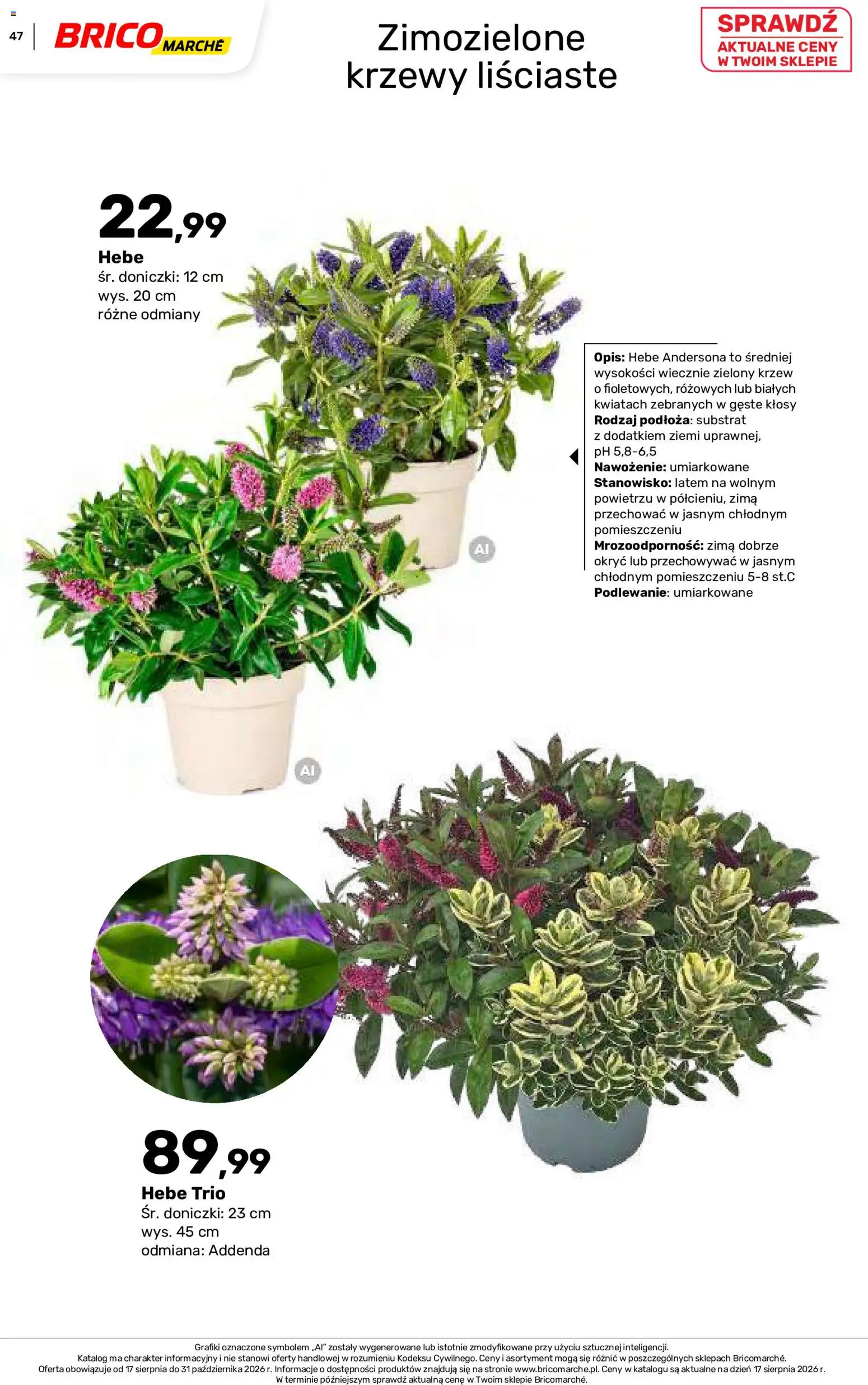 Brico Marché gazetka - Jesienne Inspiracje od 17.08.2026 | Strona: 47 | Produkty: Doniczki