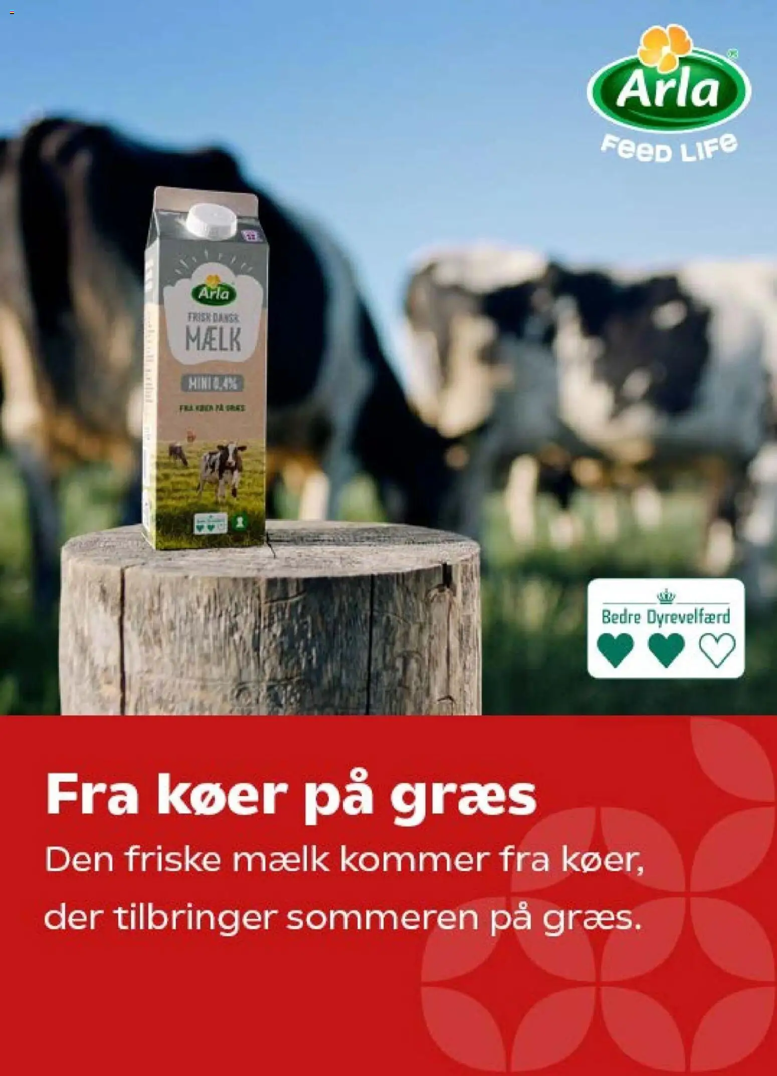 Kvickly tilbudsavis – gyldig fra 11/09/2026 | Side: 21 | Produkter: Mælk