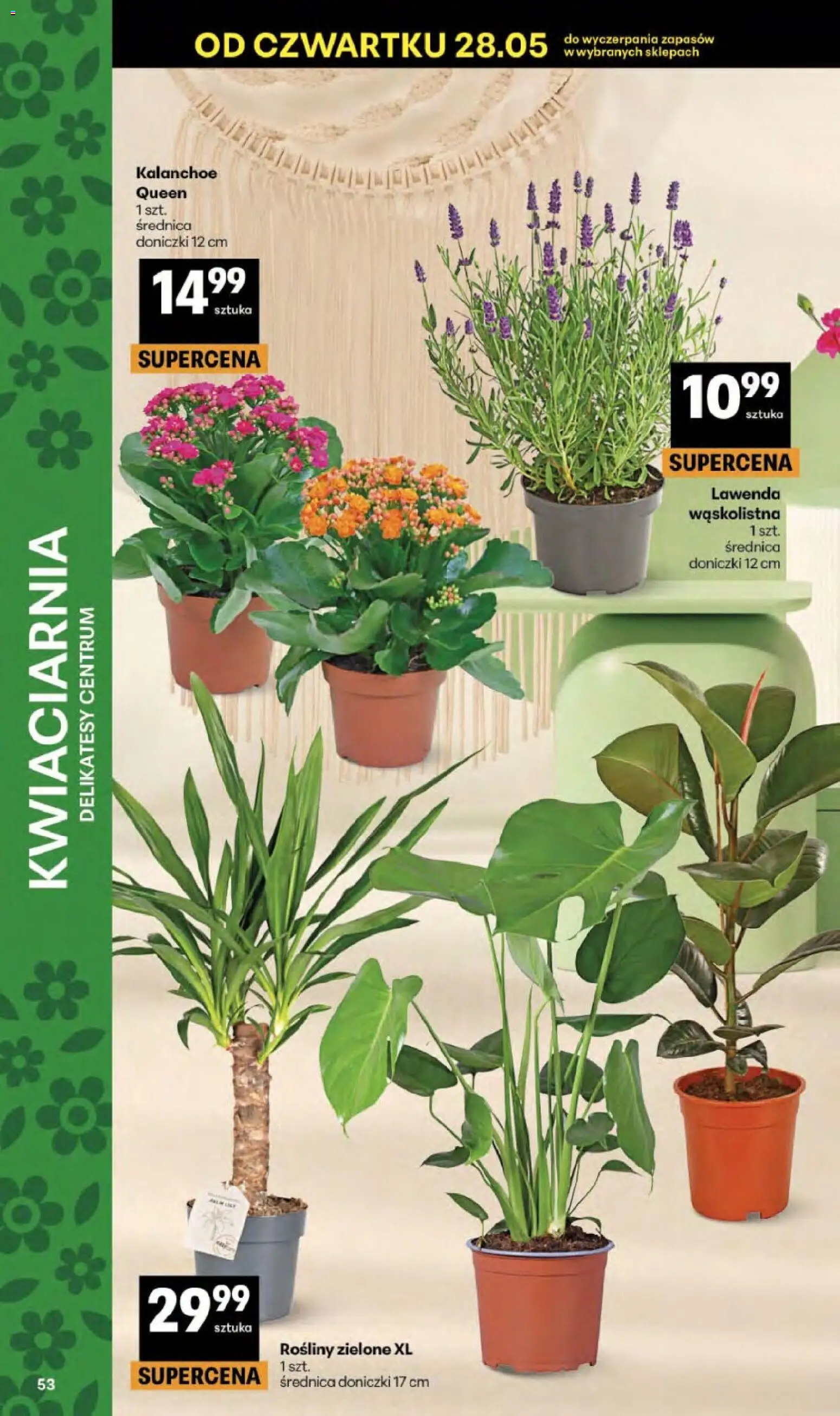 Delikatesy Centrum gazetka - Sklepy Własne od 03.06.2026 | Strona: 53 | Produkty: Delikatesy, Rosliny, Doniczki, Kalanchoe