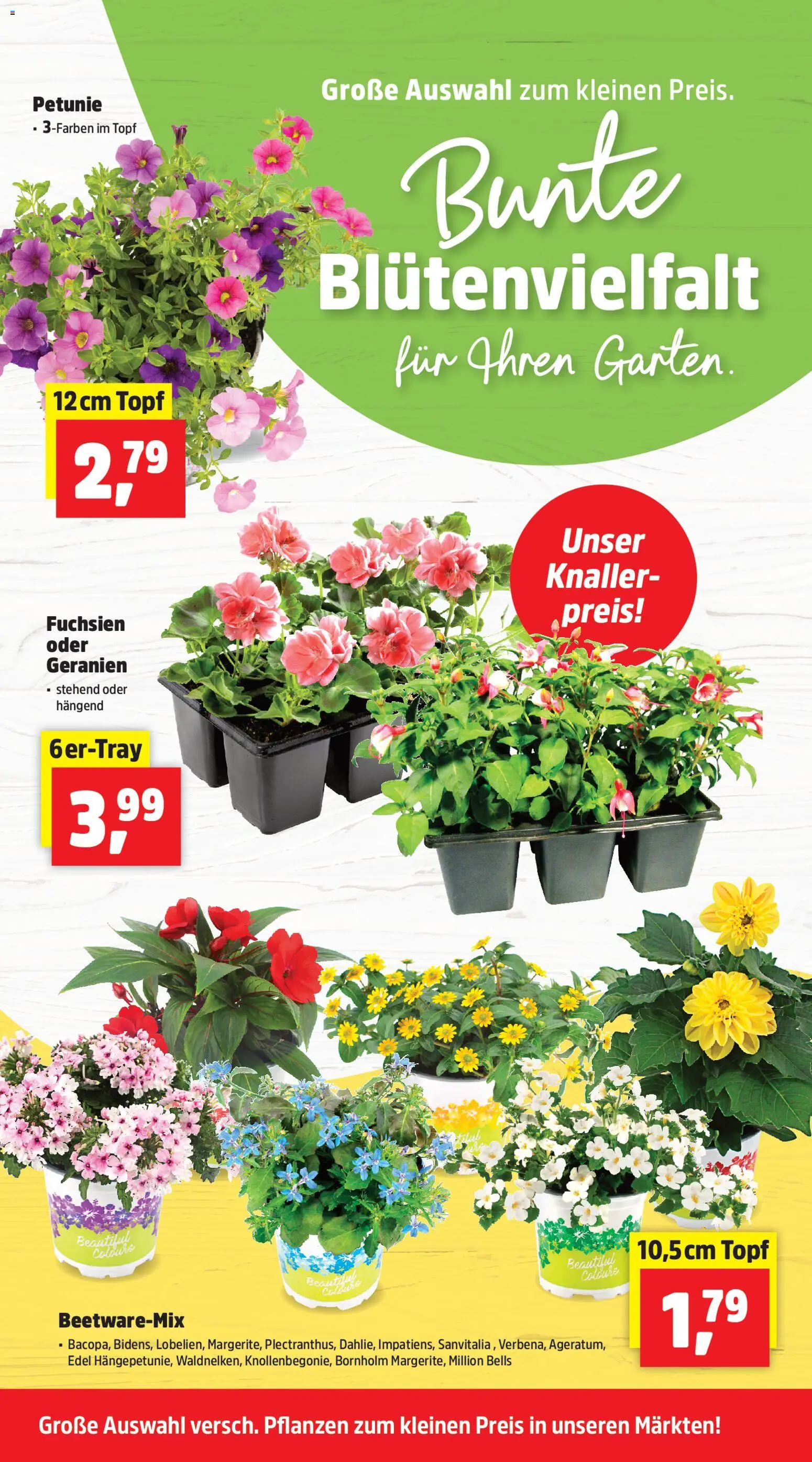 Thomas Philipps Prospekt – gültig ab 20.04.2026 | Seite: 2 | Produkte: Geranien