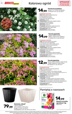 Pogląd oferty "Brico Marché gazetka - Wiosna" - ważna od 04.03.2026 | Strona: 53 | Produkty: Kwiaty ogrodowe, Doniczka, Doniczki, Kwiaty