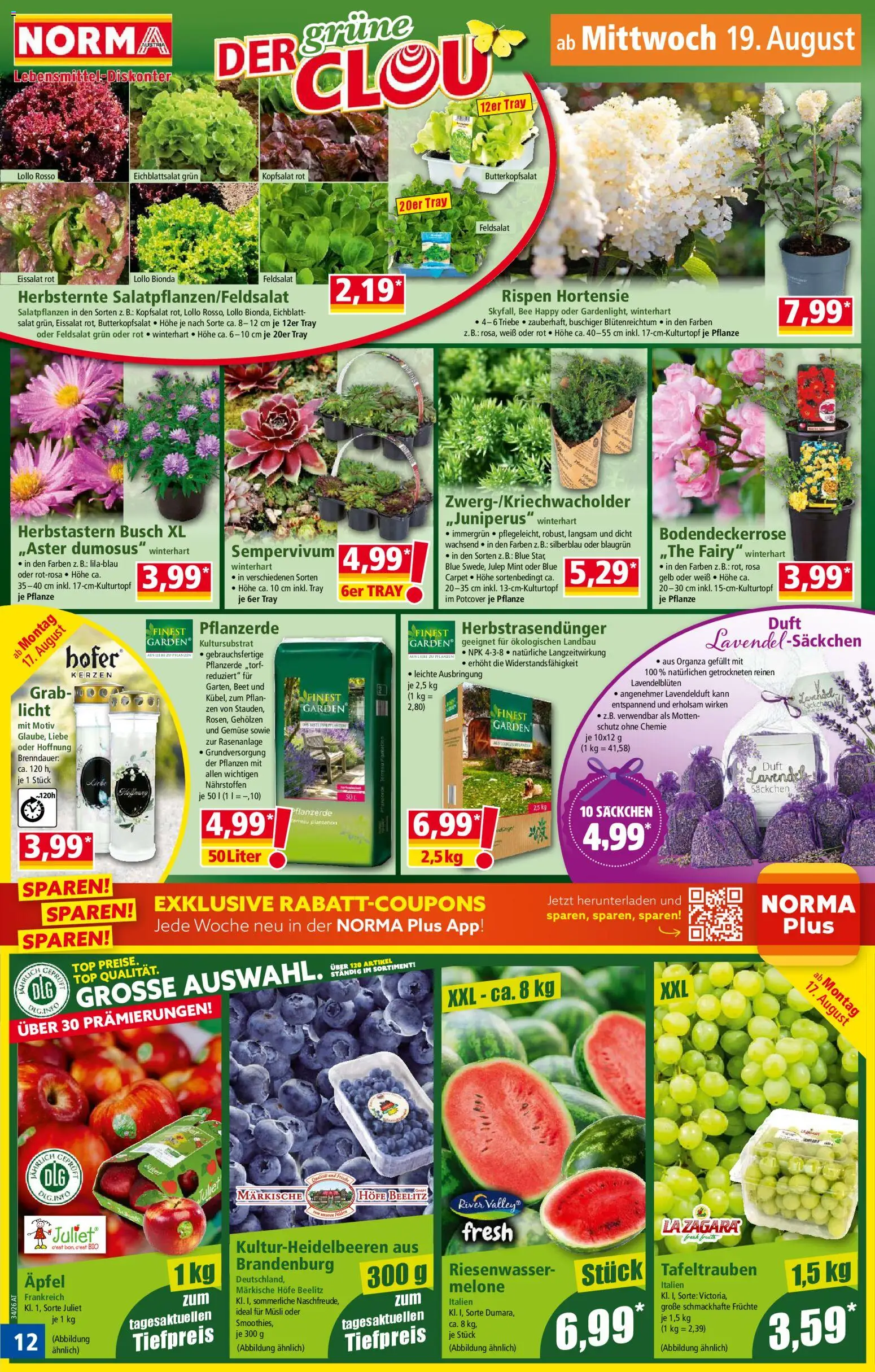 Norma Flugblatt gültig ab 17.08.2026 | Seite: 12 | Produkte: Salat, Gemüse, Melone, Kerzen