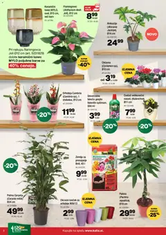 Kalia katalog akcije – veljaven od 23.03.2026 | Stran: 8 | Izdelki: Žemlja, Okrasni loncek